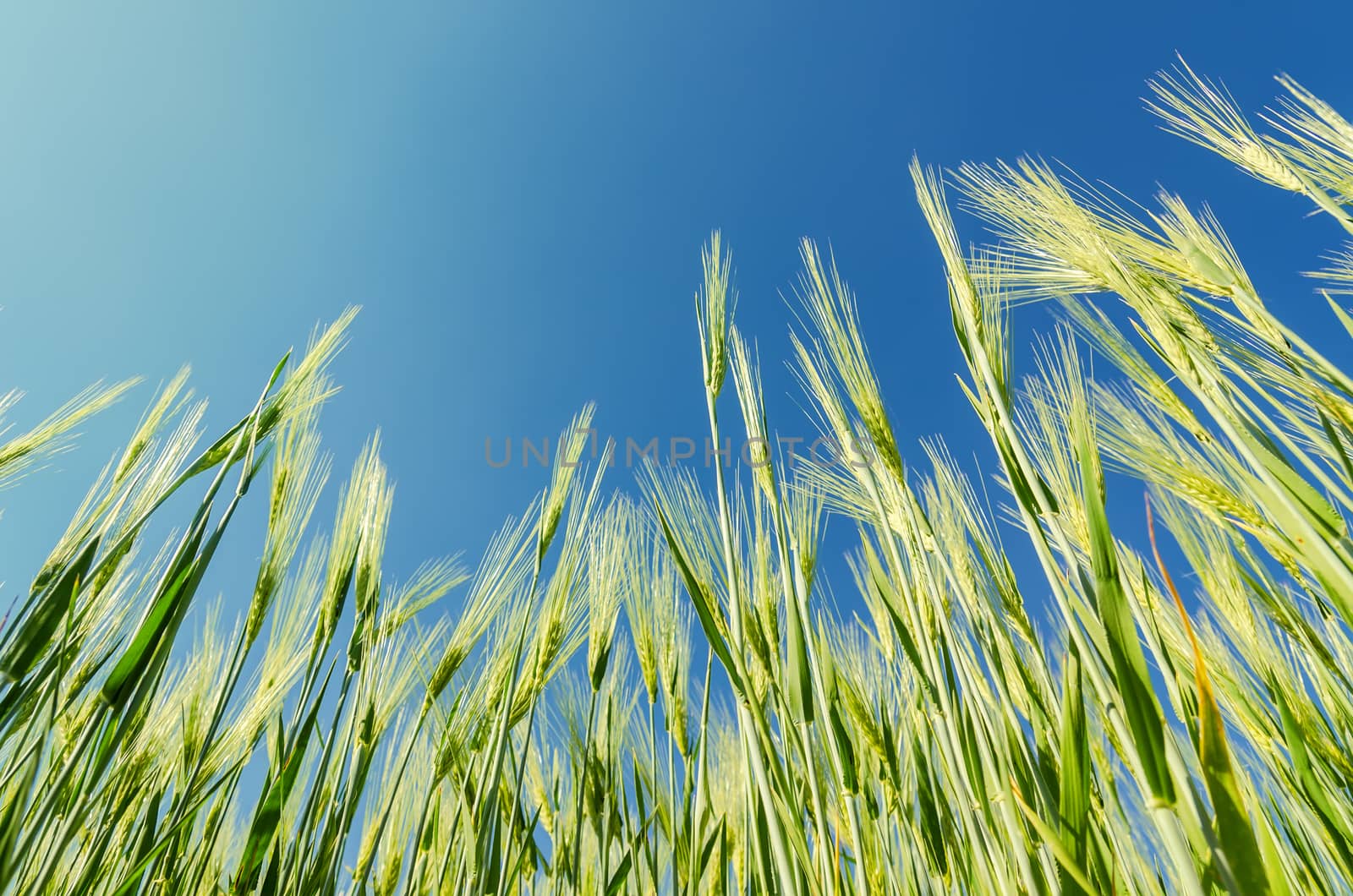 green cereal plant under deep blue sky by mycola