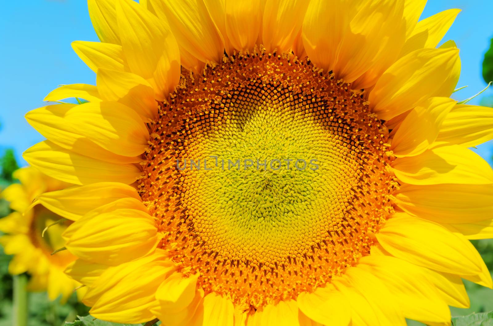 part of sunflower close up by mycola
