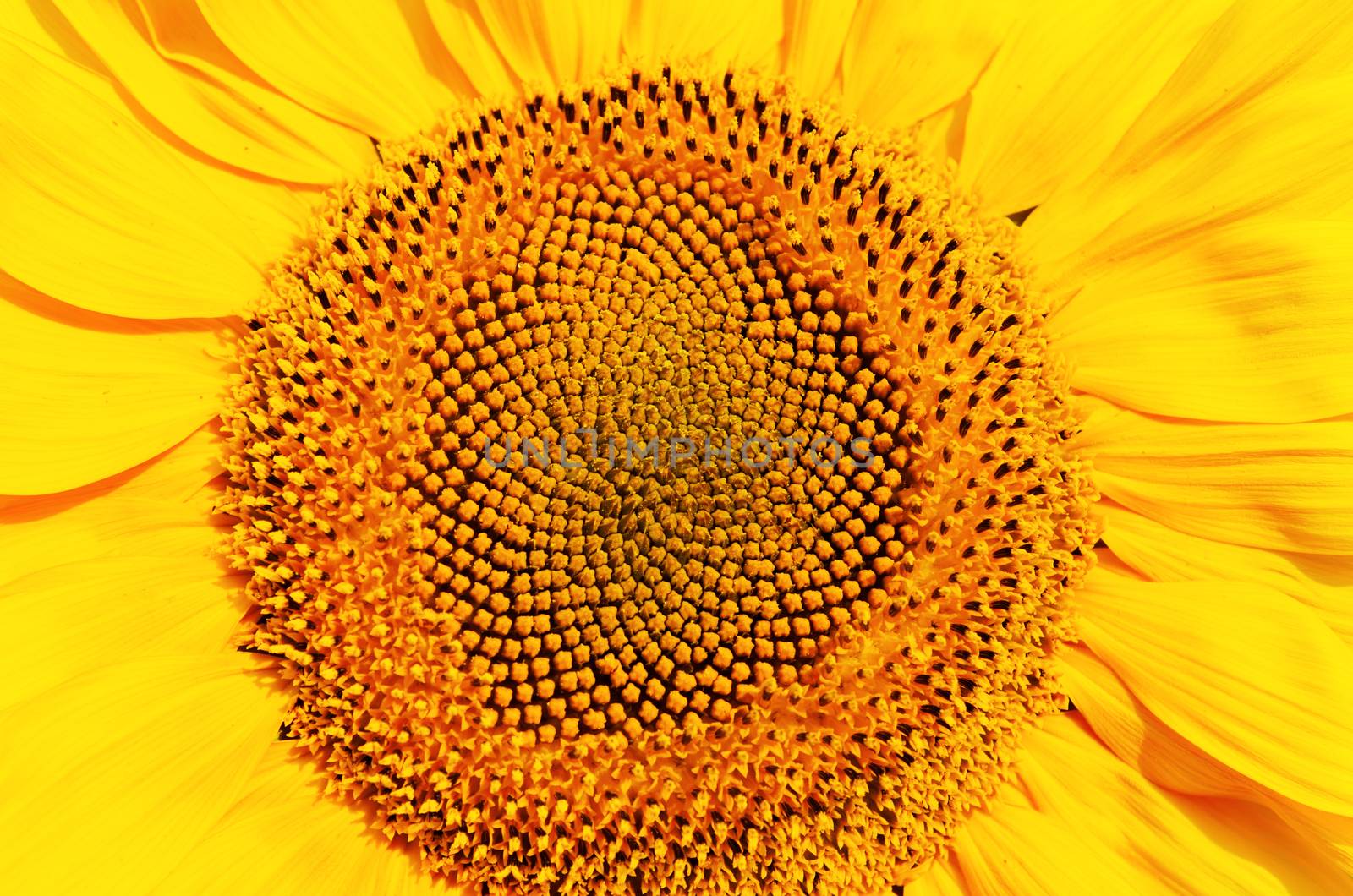 central part of sunflower by mycola
