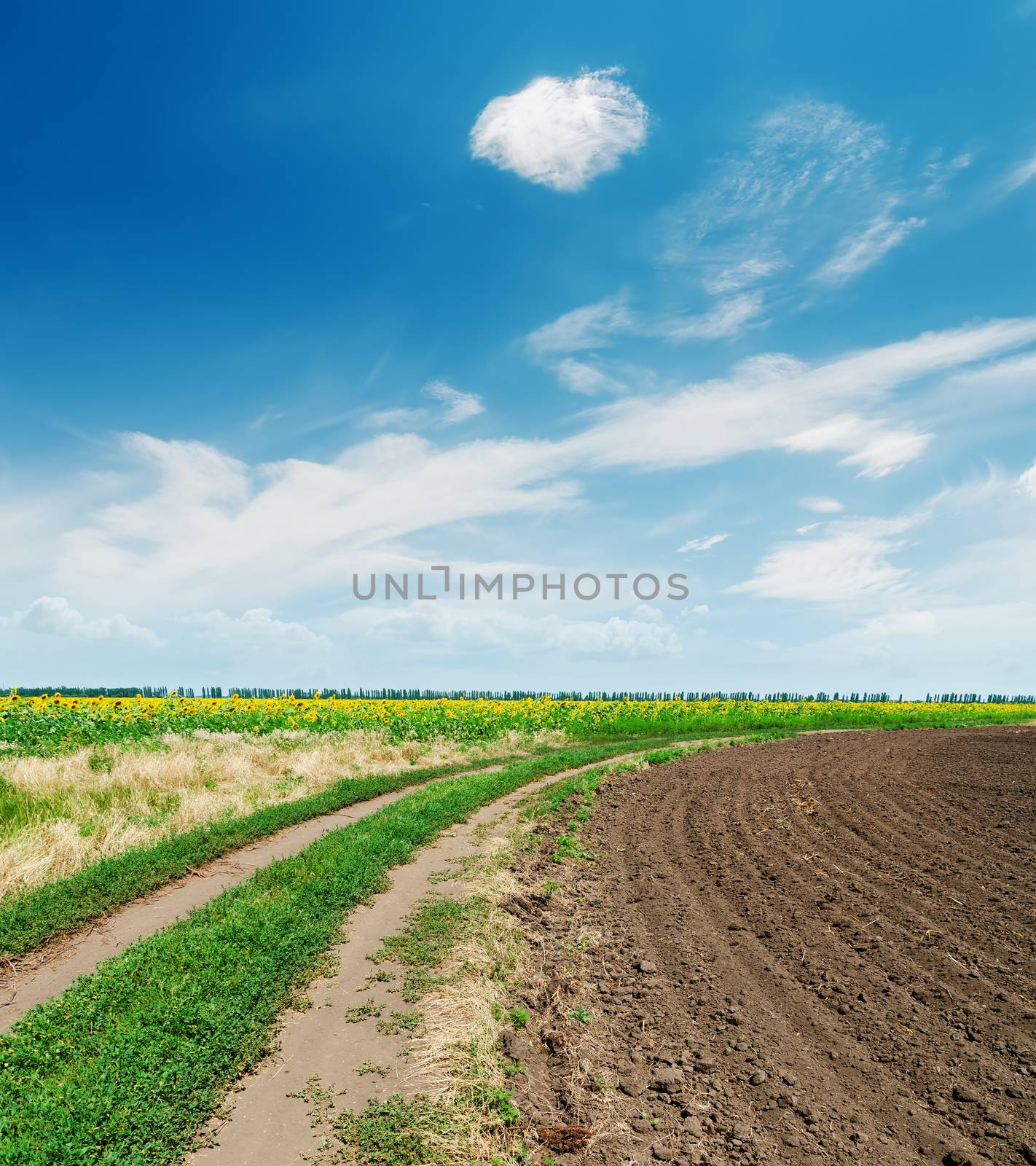 agriculture landscape under blue sky with clouds by mycola