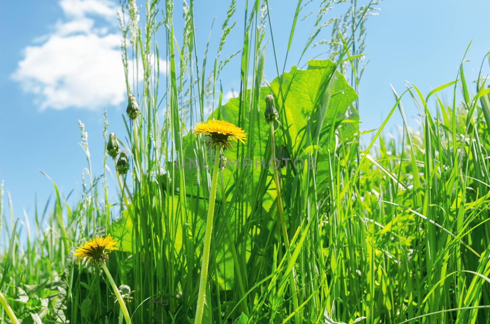 yellow dandelion in green grass by mycola