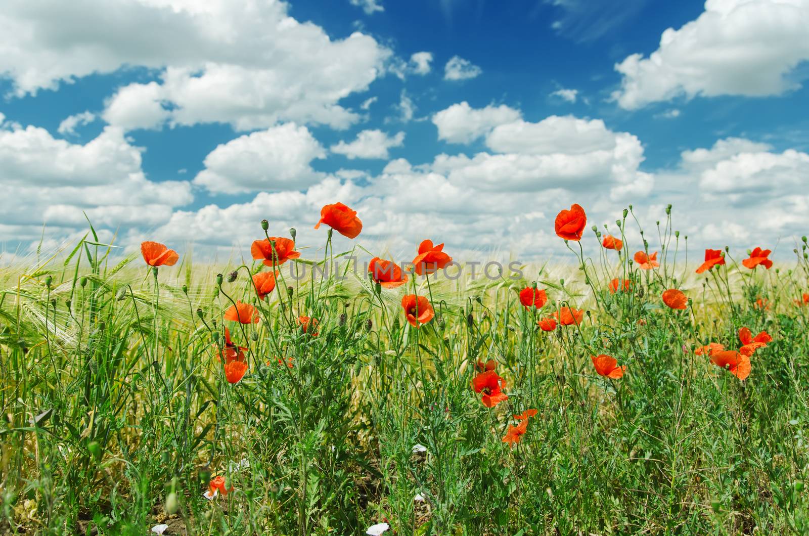 red poppies on green field under cloudy sky by mycola