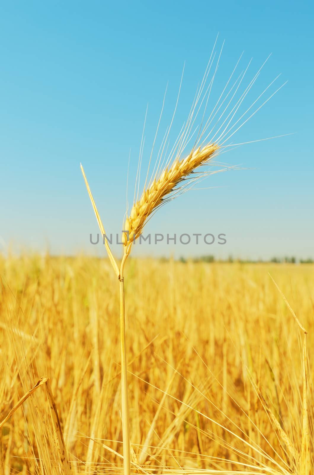 golden wheat ears on field and blue sky as background by mycola
