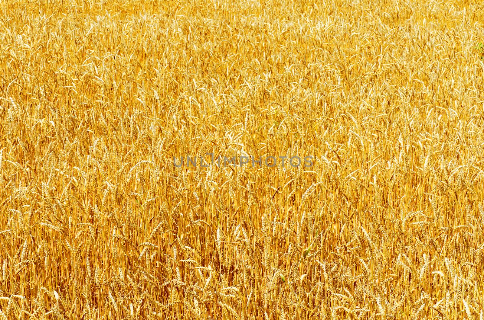 yellow ripe harvest field. soft focus