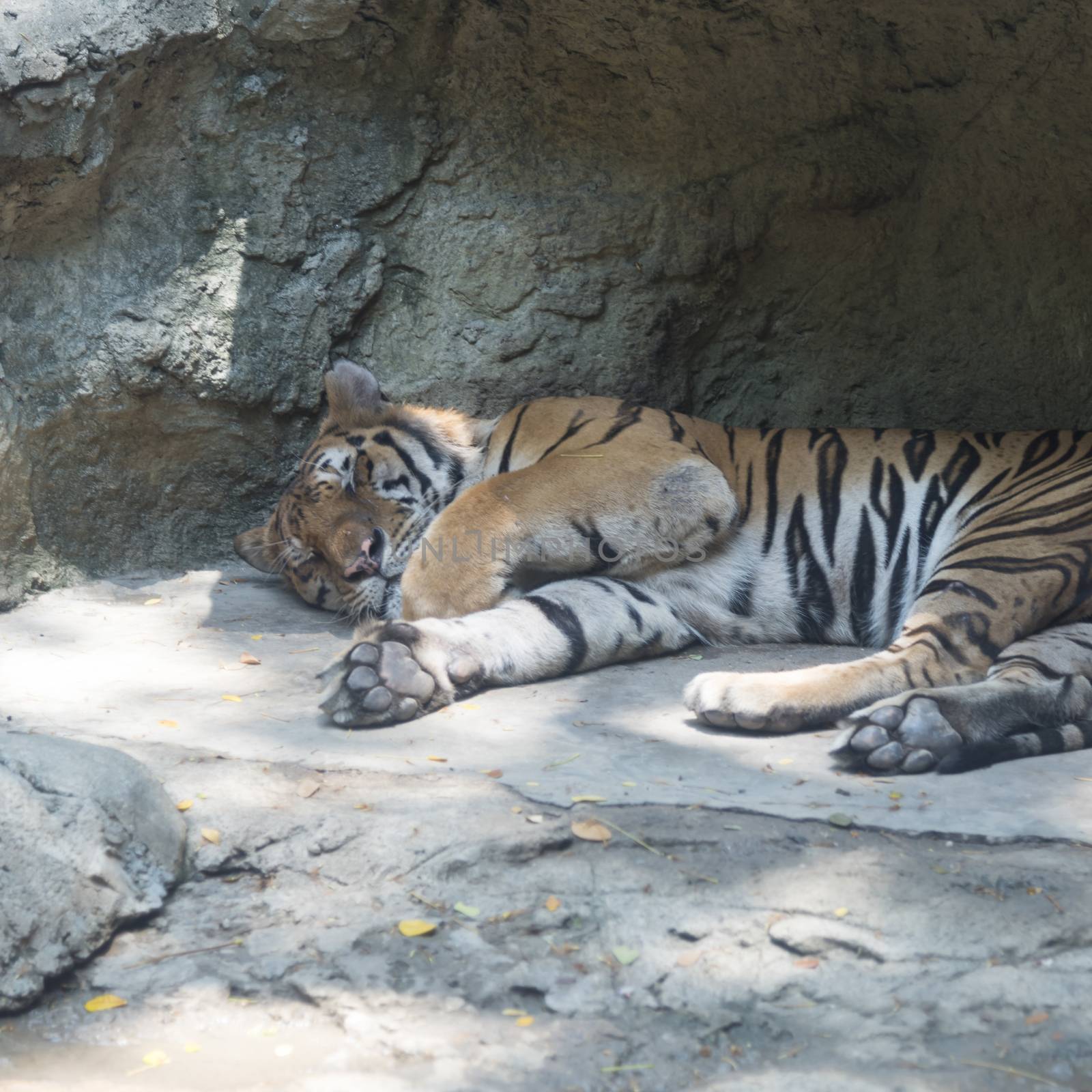 sleep tiger