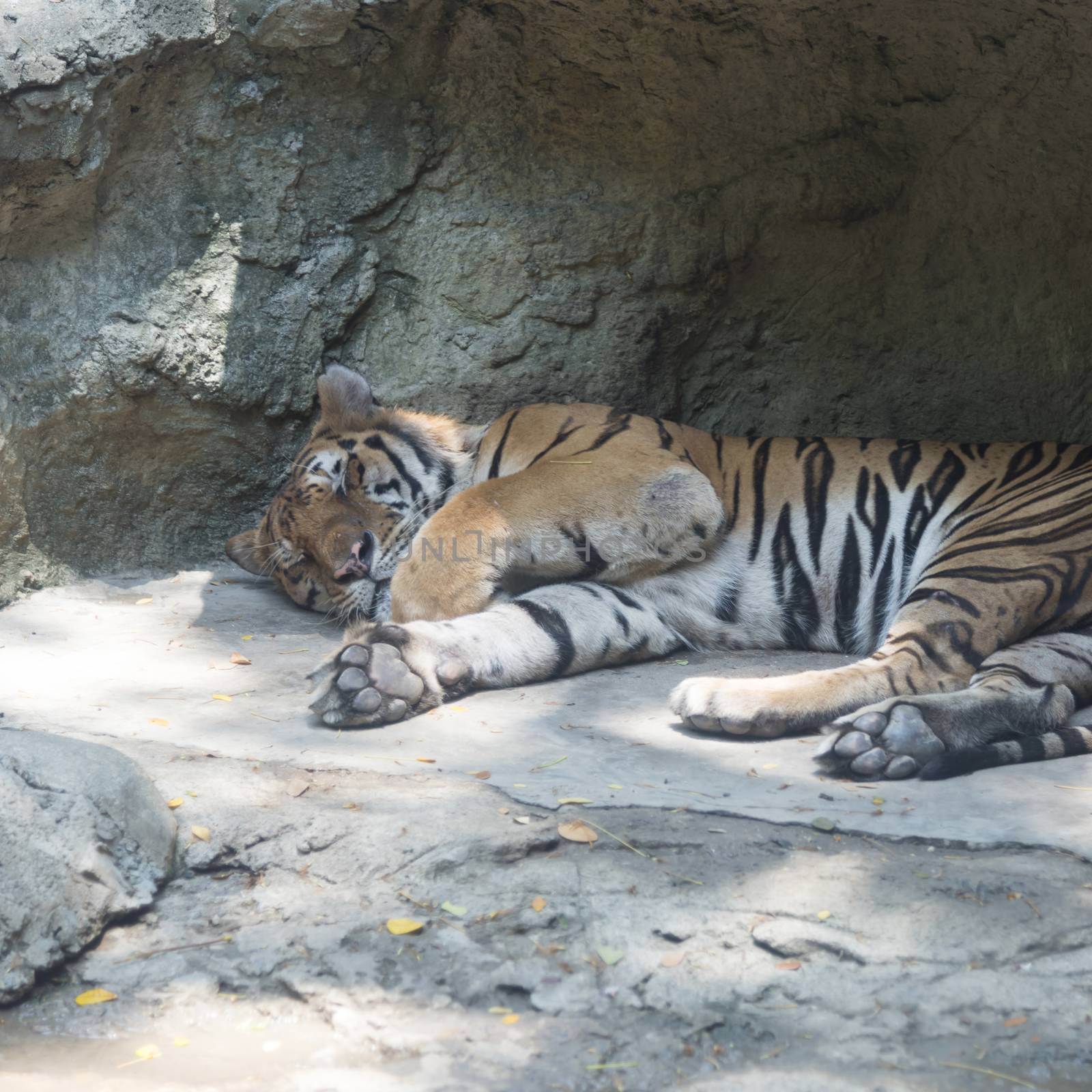 sleep tiger by ammza12