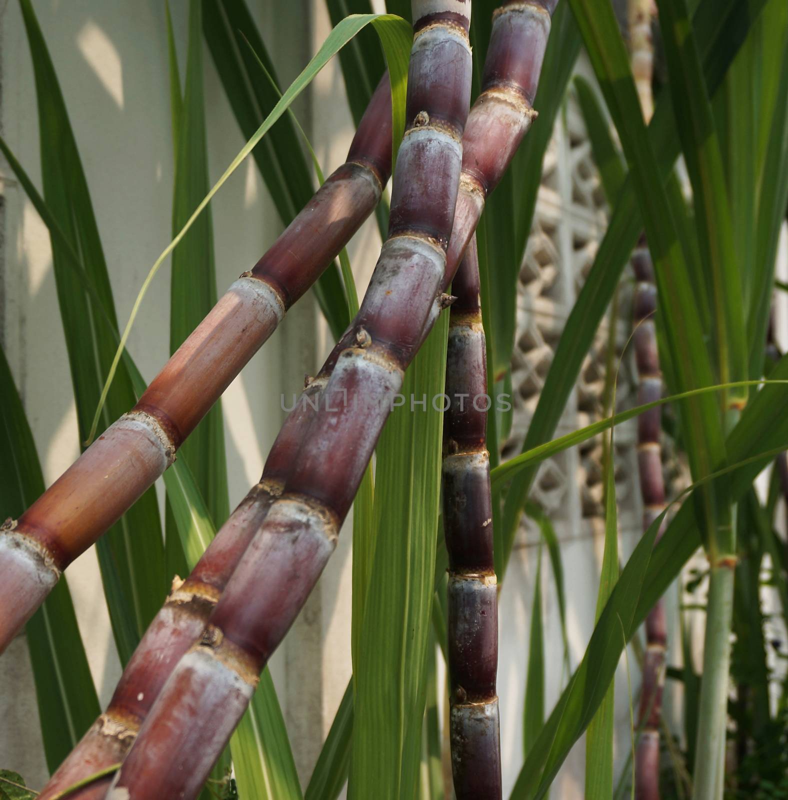 Sugarcane that grows outside wall of house lined in a row.                               