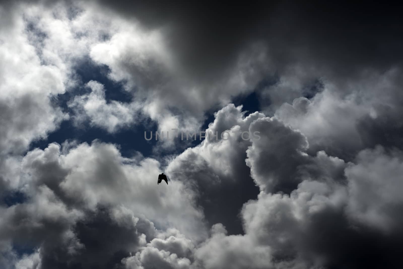 crow silhouette as it flys into the stormy clouds