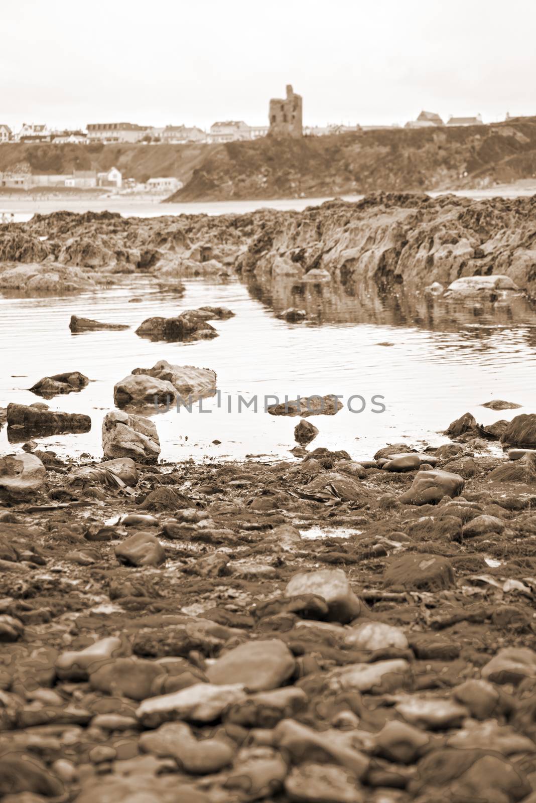 ballybunion castle kelp covered rocks view by morrbyte