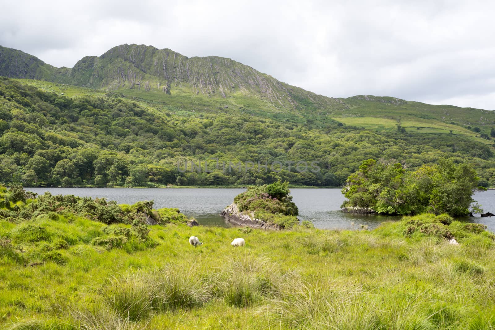 sheep on the kerry way in irelands wild atlantic way