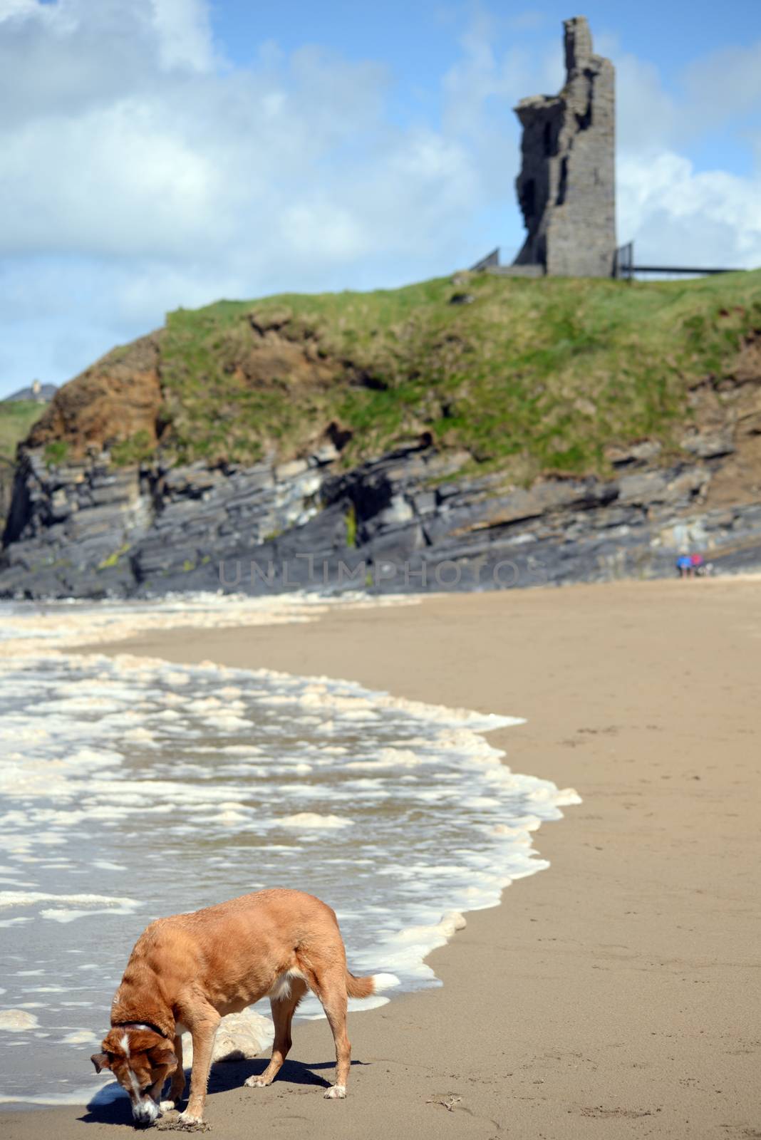 wild atlantic way castle and beach in Ballybunion county Kerry Ireland with dog