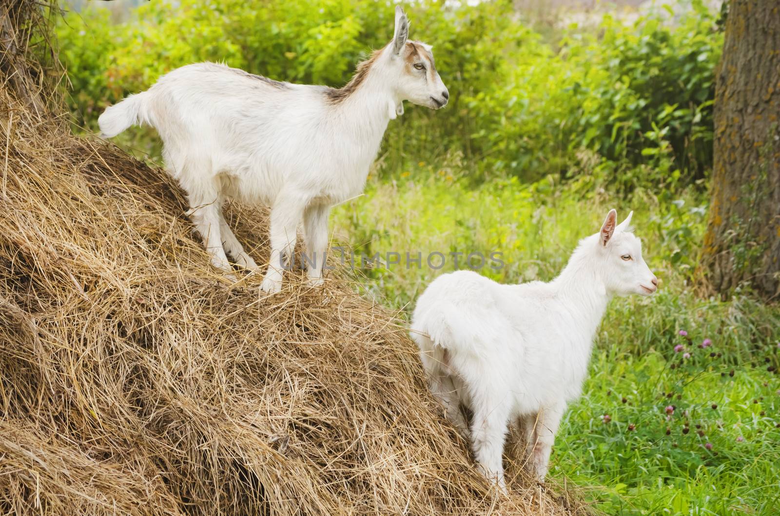 Two White Little Goats in Sunny Summertime