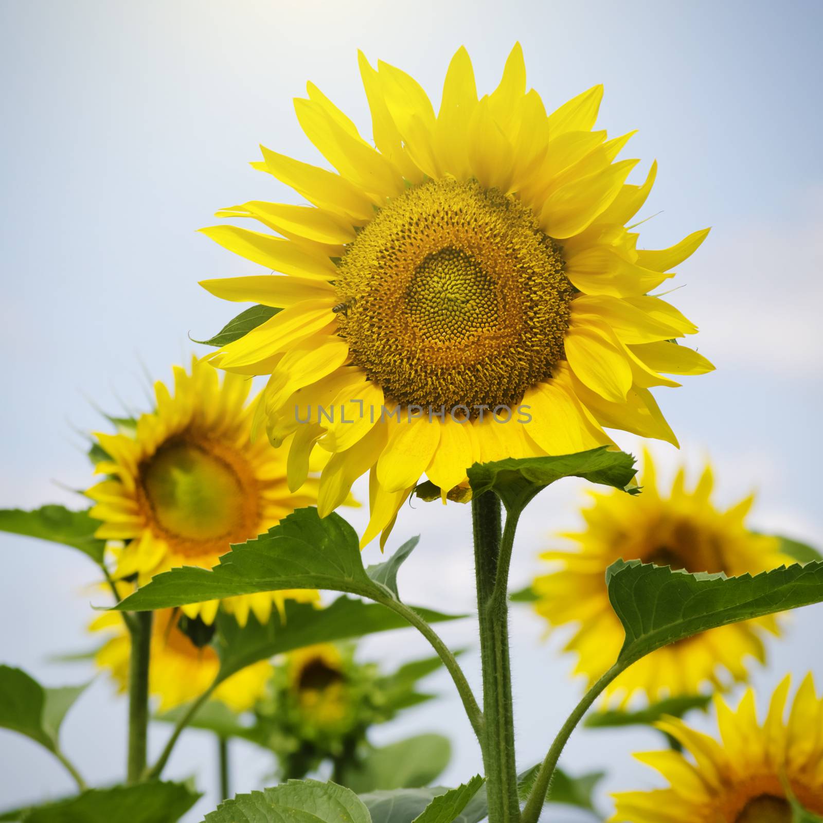Yellow Sunflower Over Blue Sky in Sunny Summer Day 