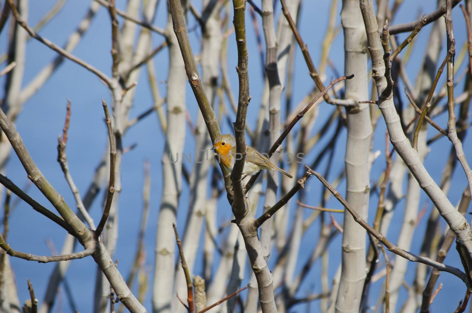 Robin Bird at Tree Branches Over Blue Sky