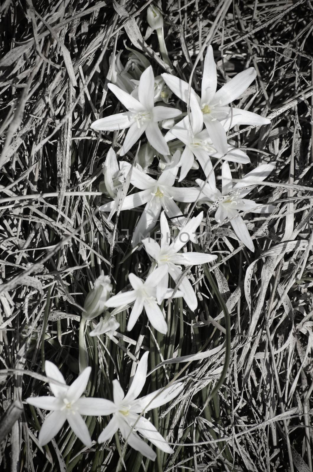 Flower in Grey Over Natural Background in Summertime