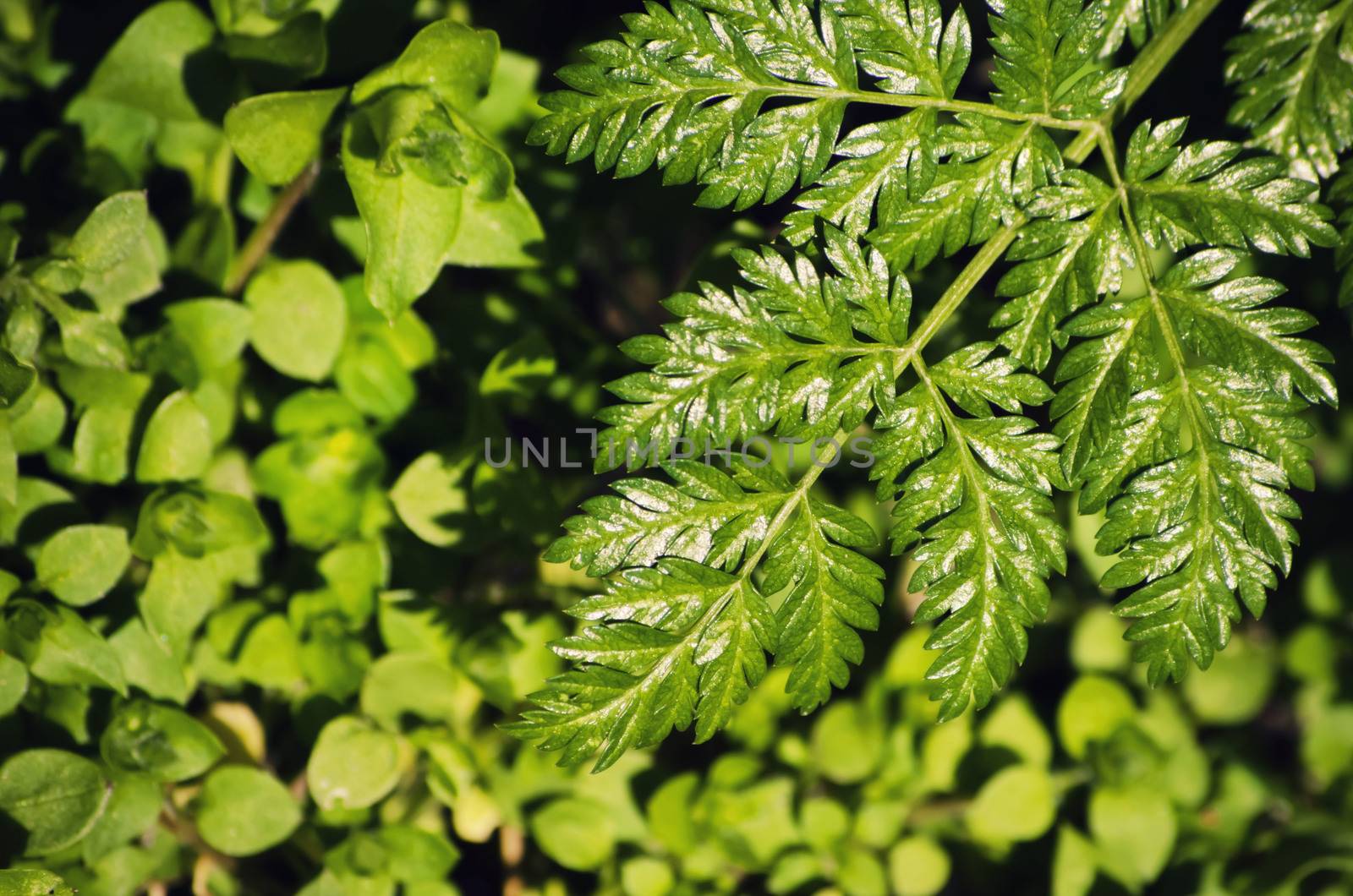 Photo of Vitality Green Spring Leaves