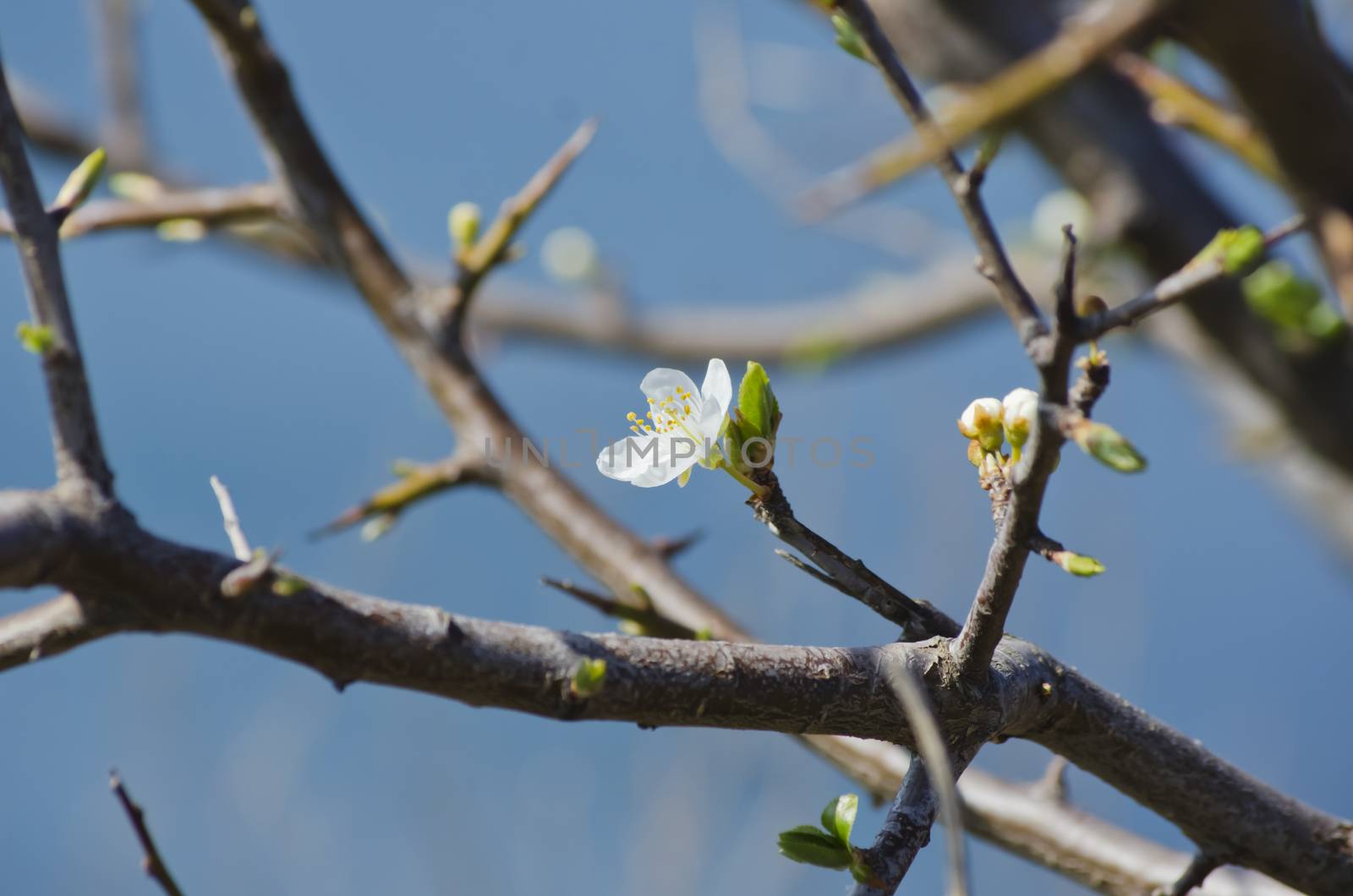 Photo of The Spring Tree Blossom