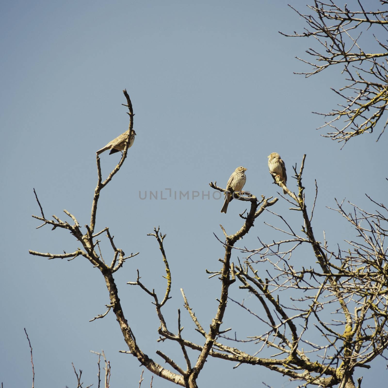 Three Birds at Tree in Springtime Over Blue Sky