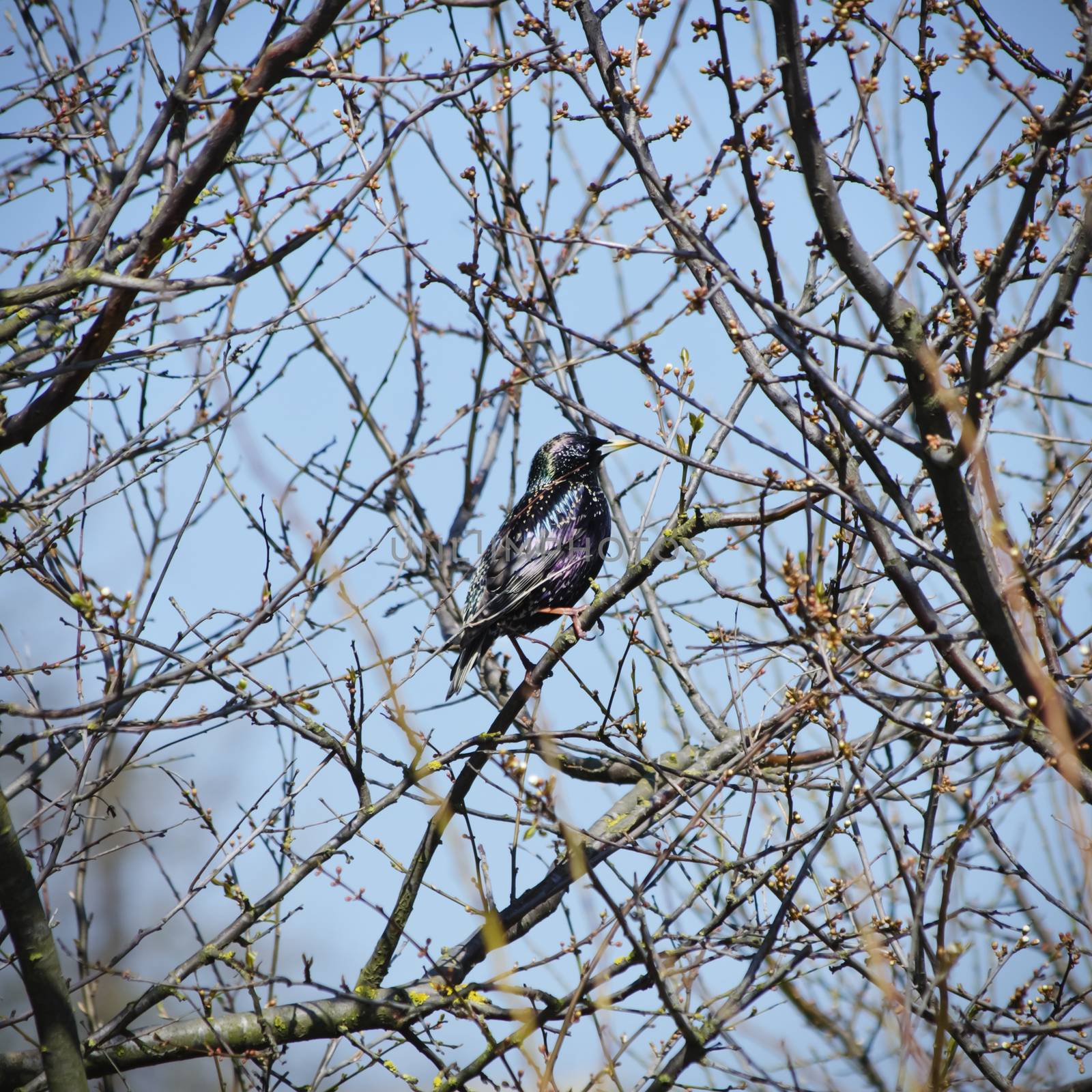 Single Starling at Tree Branch, Springtime