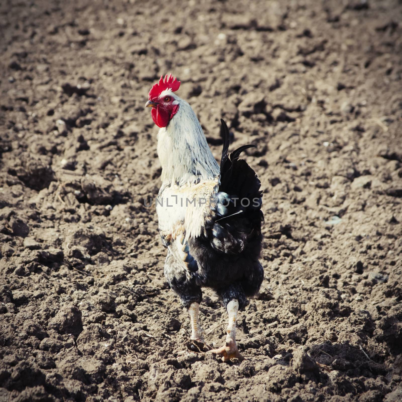 Single Cock at Rural Field Springtime