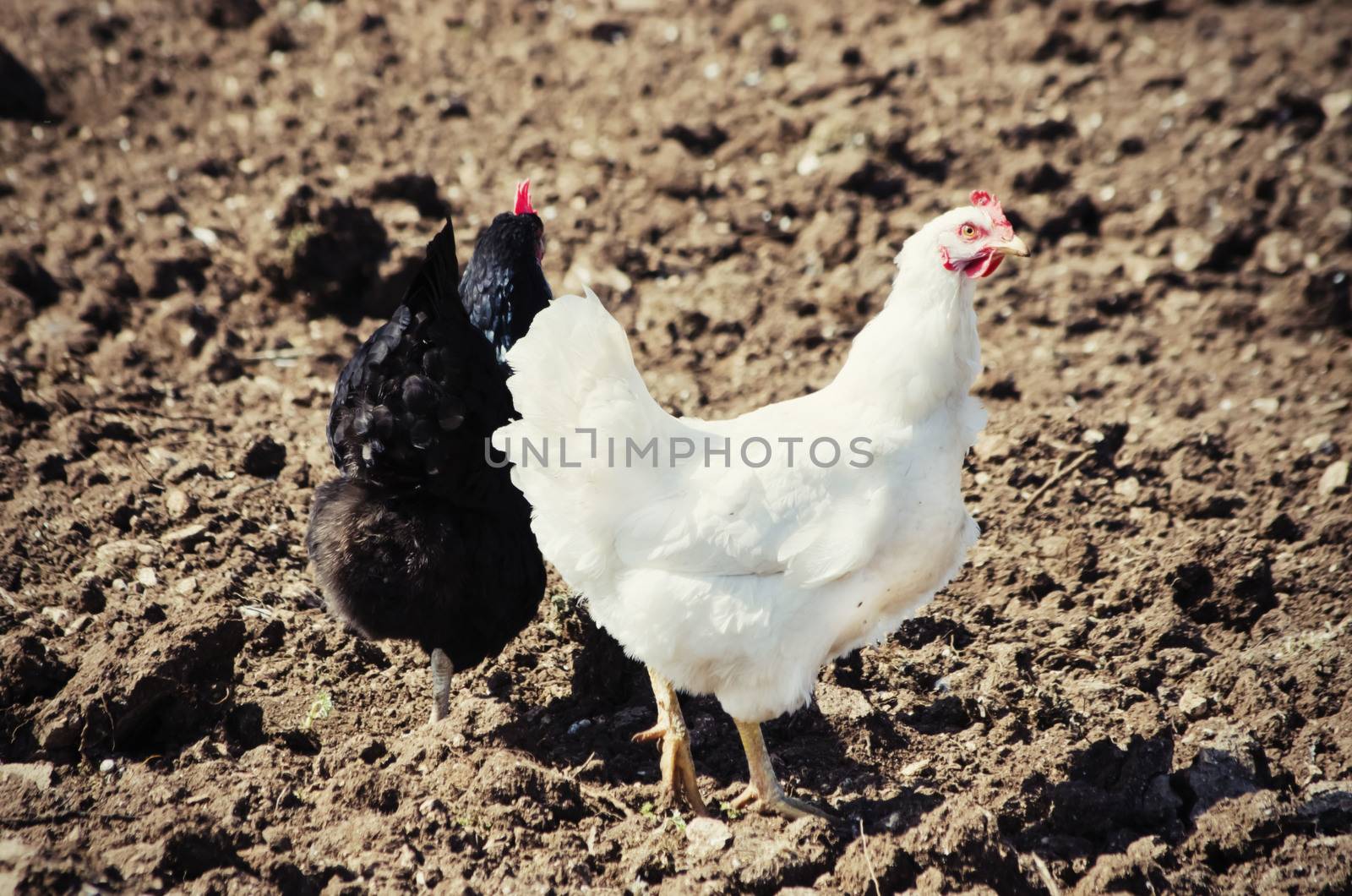 Two Chickens Black and White at Field