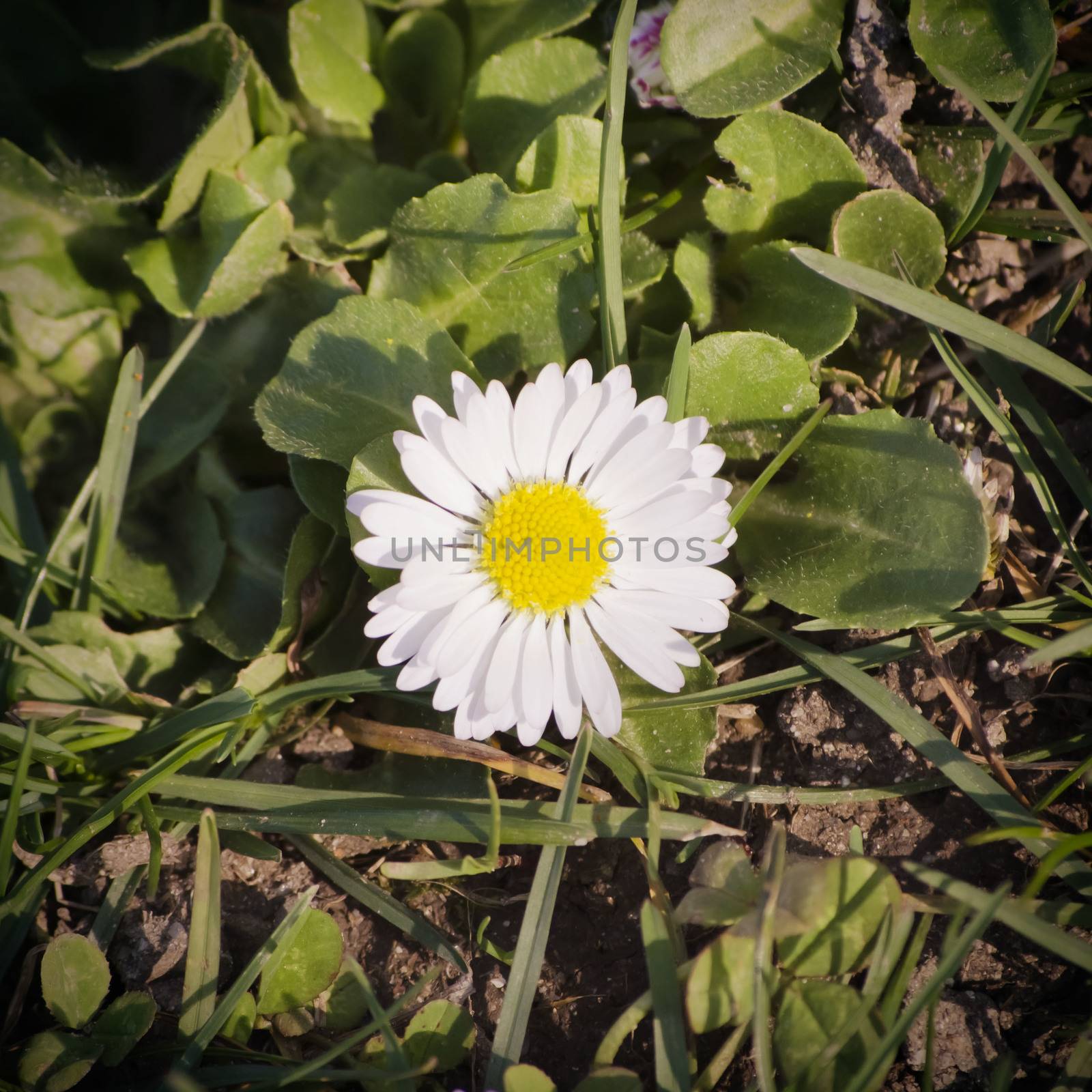 White Daisy Over Green Grass Background