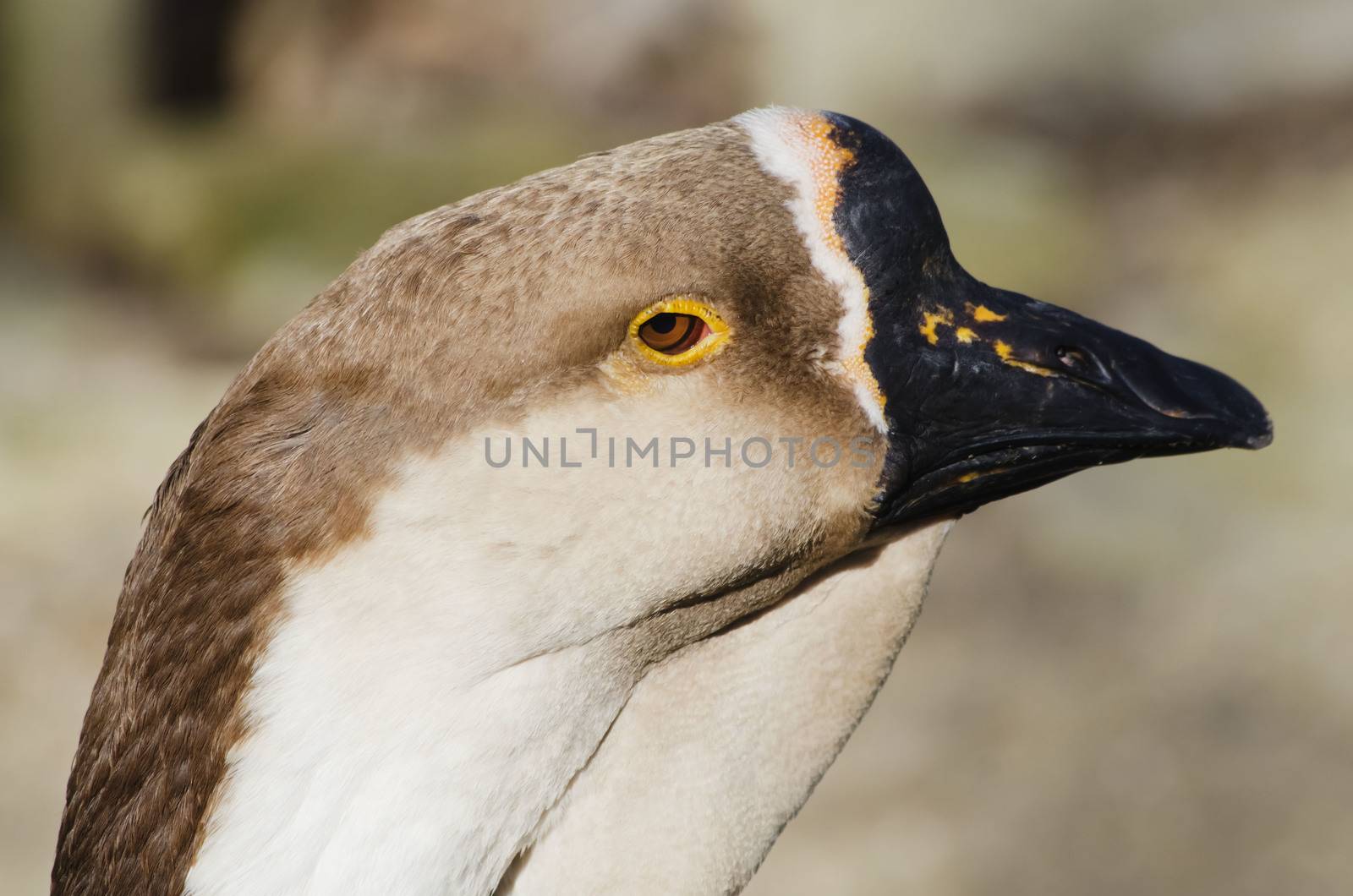 Photo of Goose Portrait in  Springtime