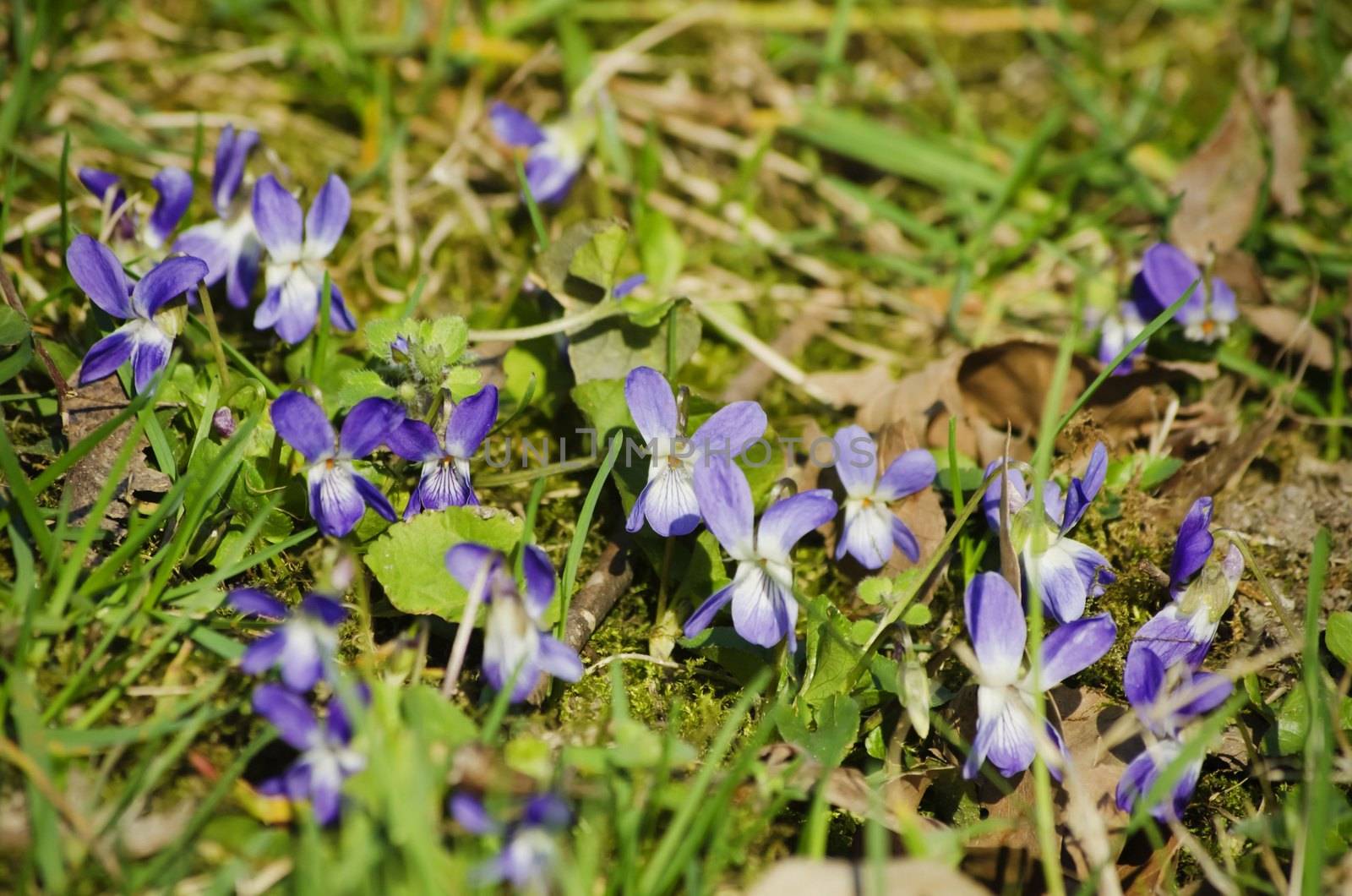 Wild Viola Flower Over Green Grass