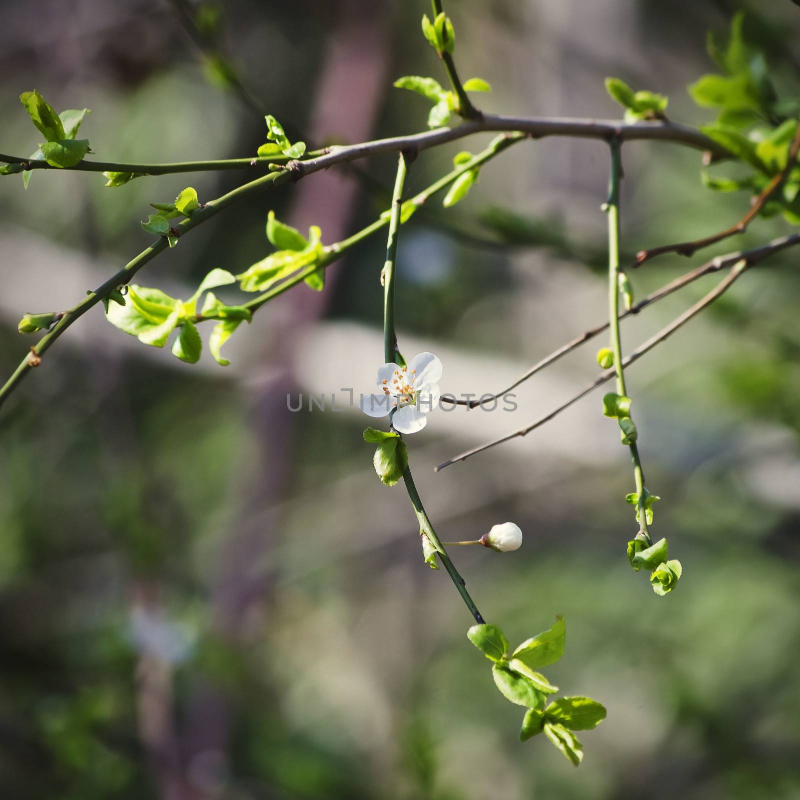 Photo of The Spring Tree Blossom