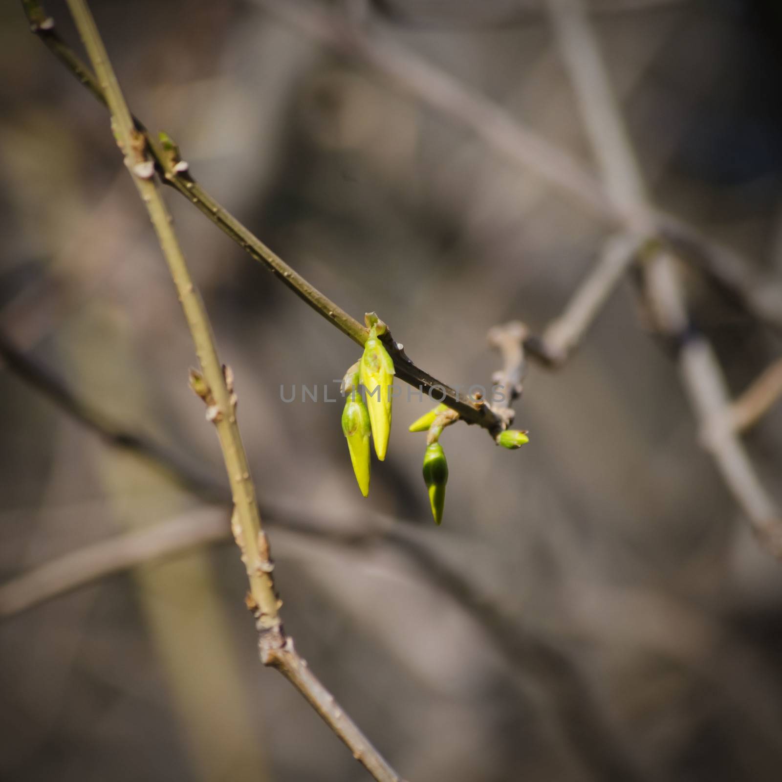 Forsythia Flower Spring Blossom