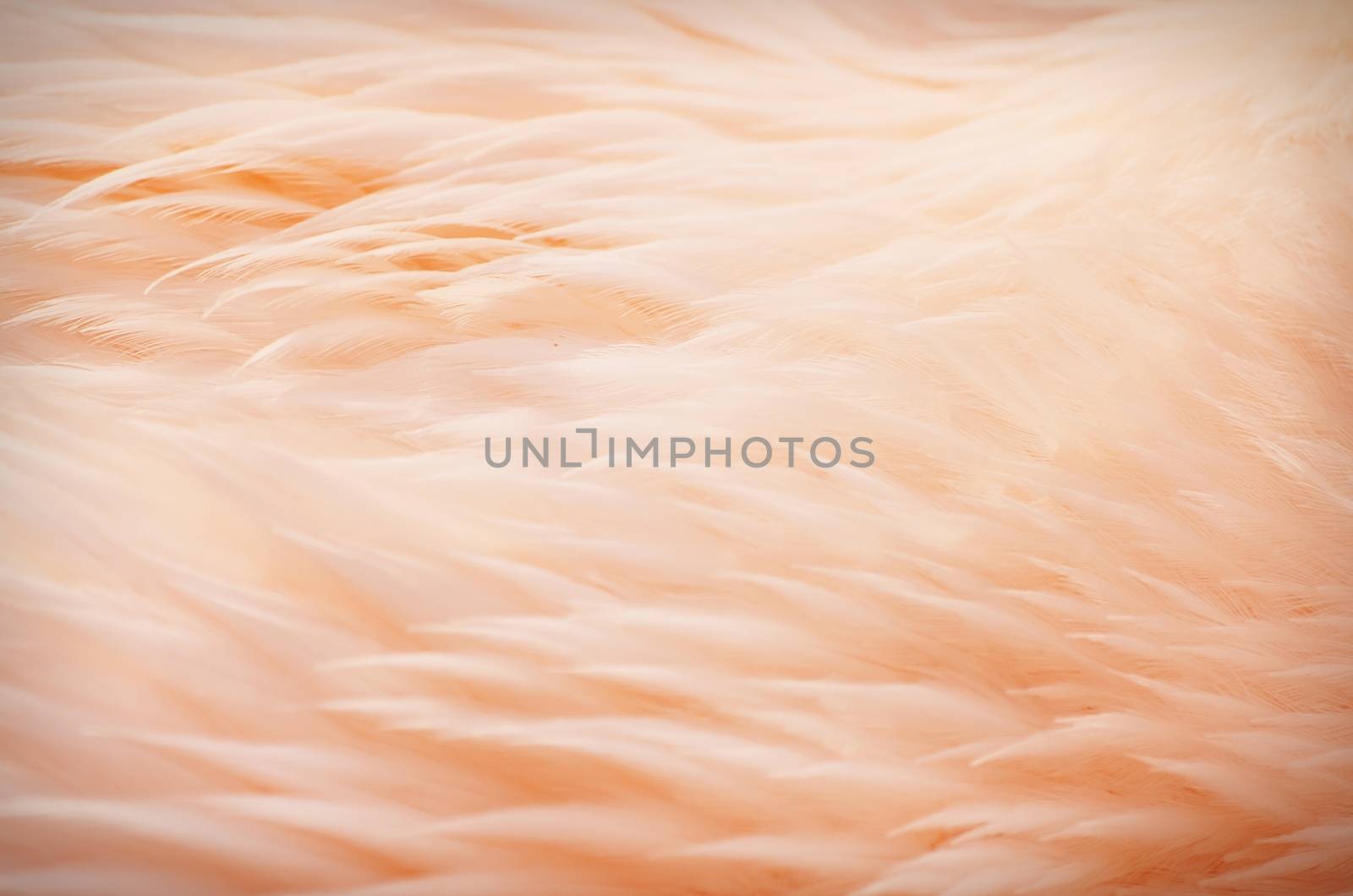 Photo of the Bird Pink Feather Background