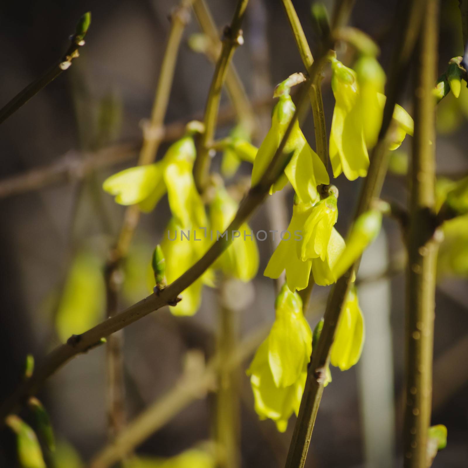 Forsythia Flower Spring Blossom