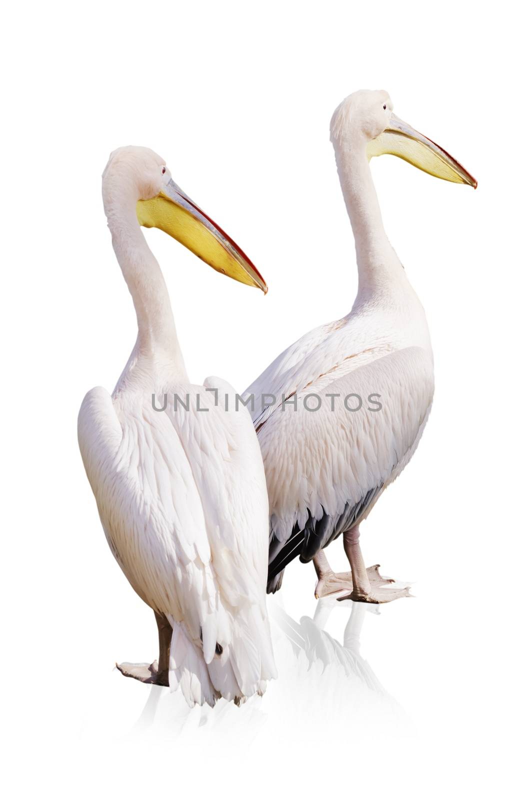 Pelicans Over White Background