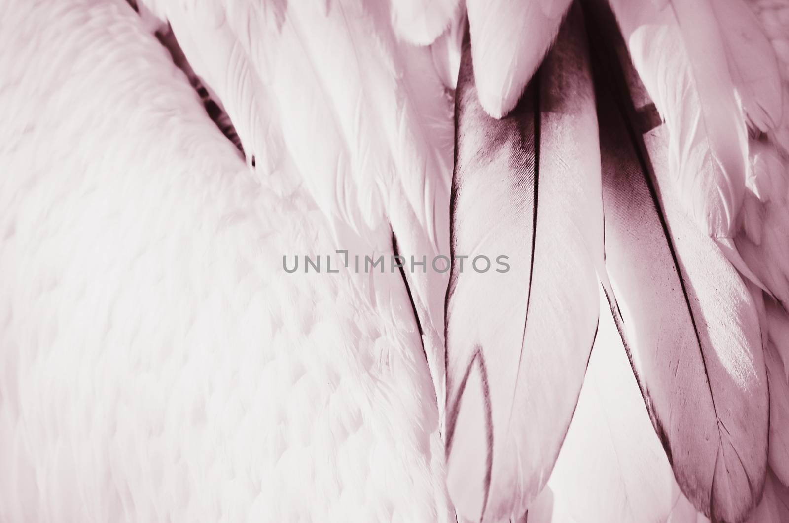 Photo of the Bird Pink Feather Background