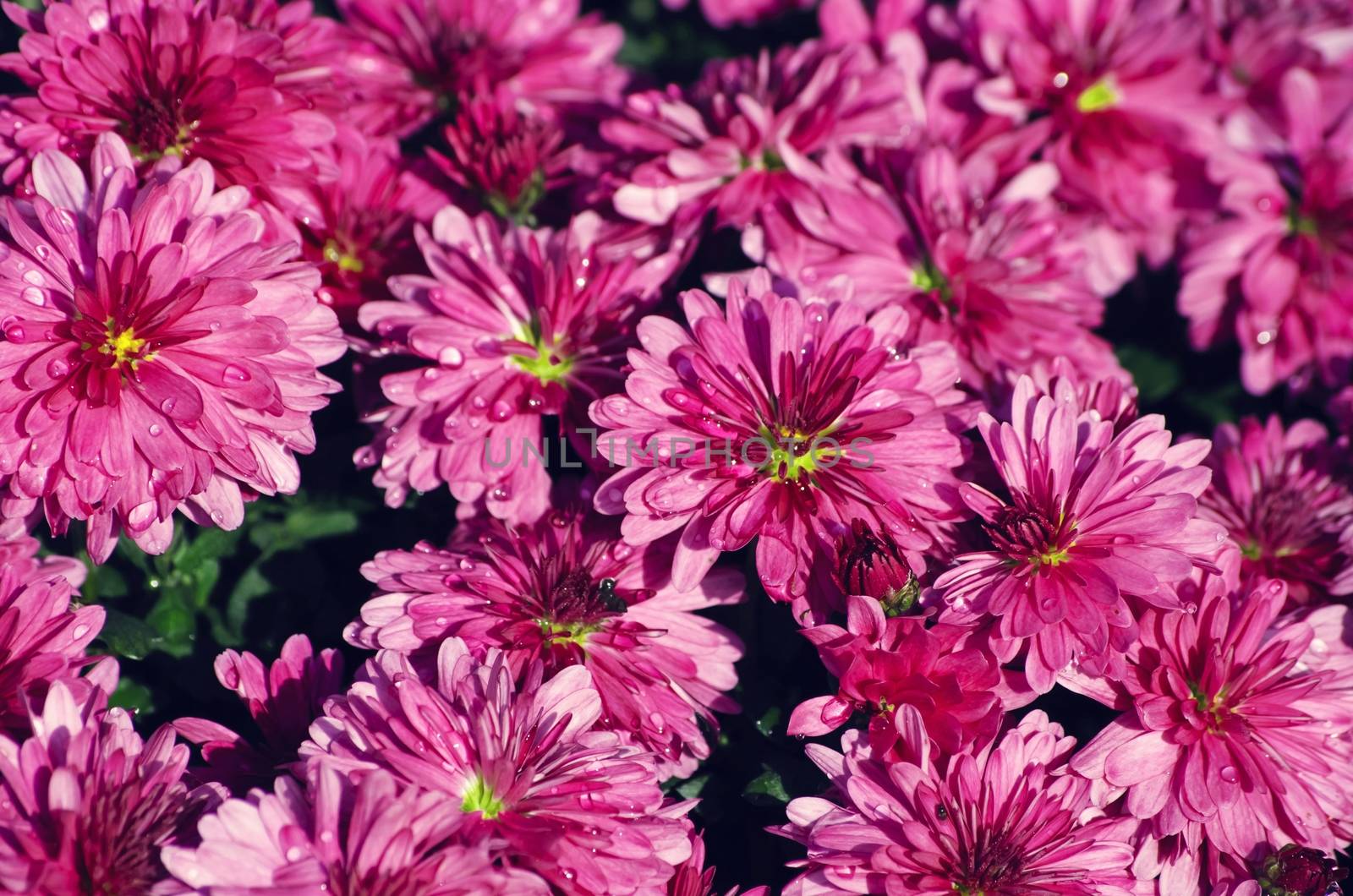 Photo of the Chrysanthemum Flower Background