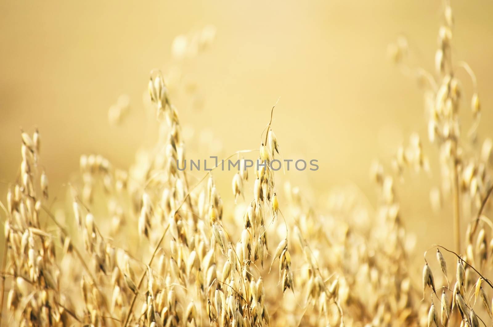 Photo of The Harvesting Oat Field Background