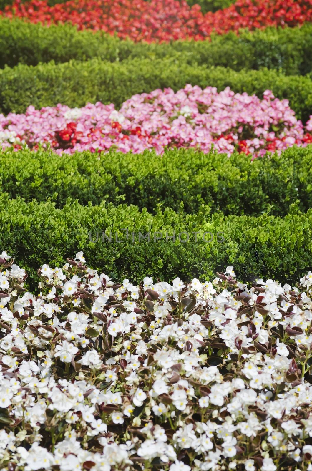 Flower Over Natural Background in Summertime