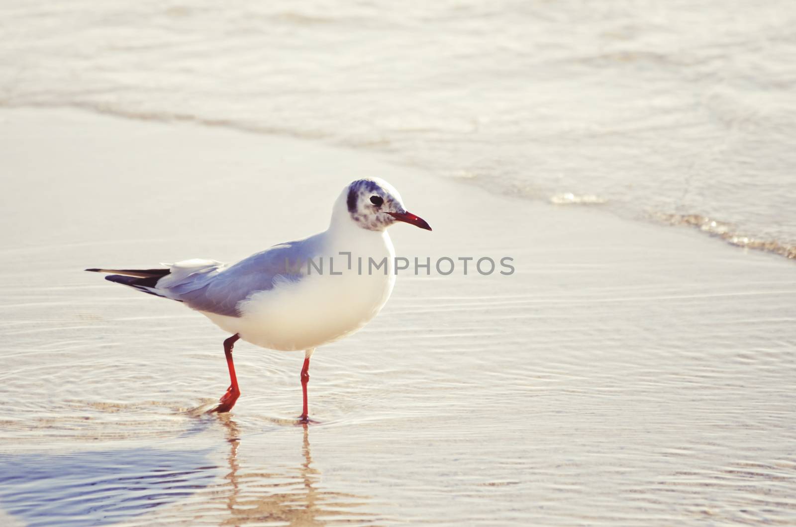 Single Seagull in Sea Water Summertime