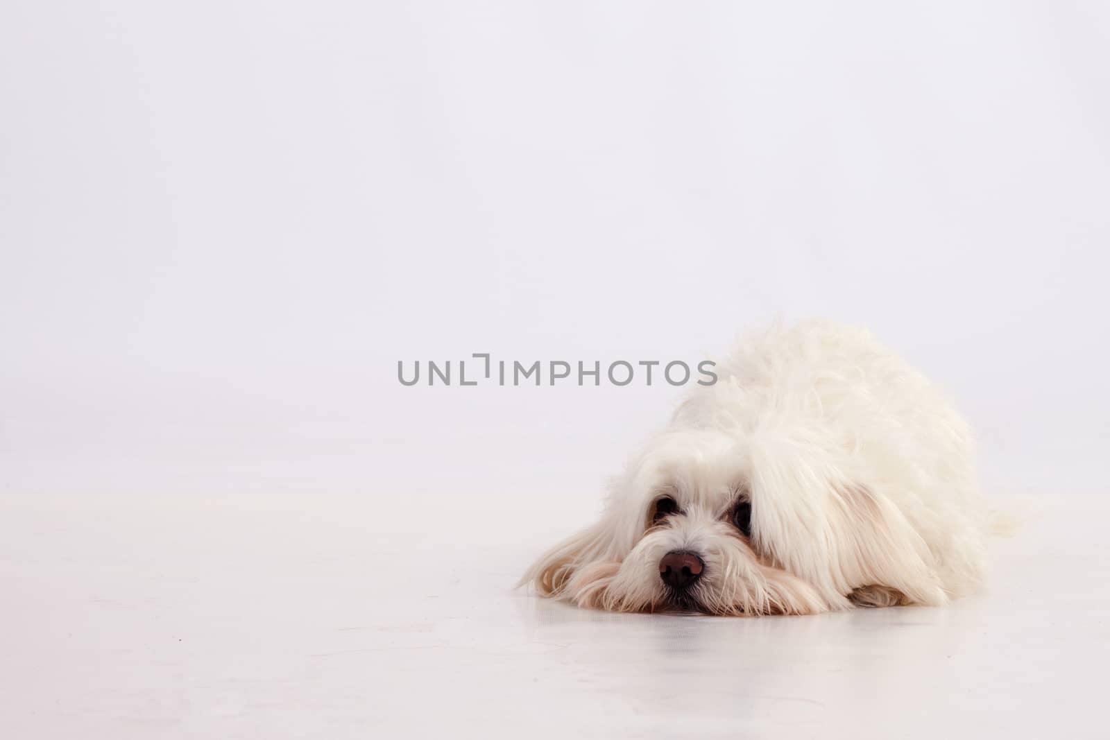 Maltese dog is sad on white background with place for text