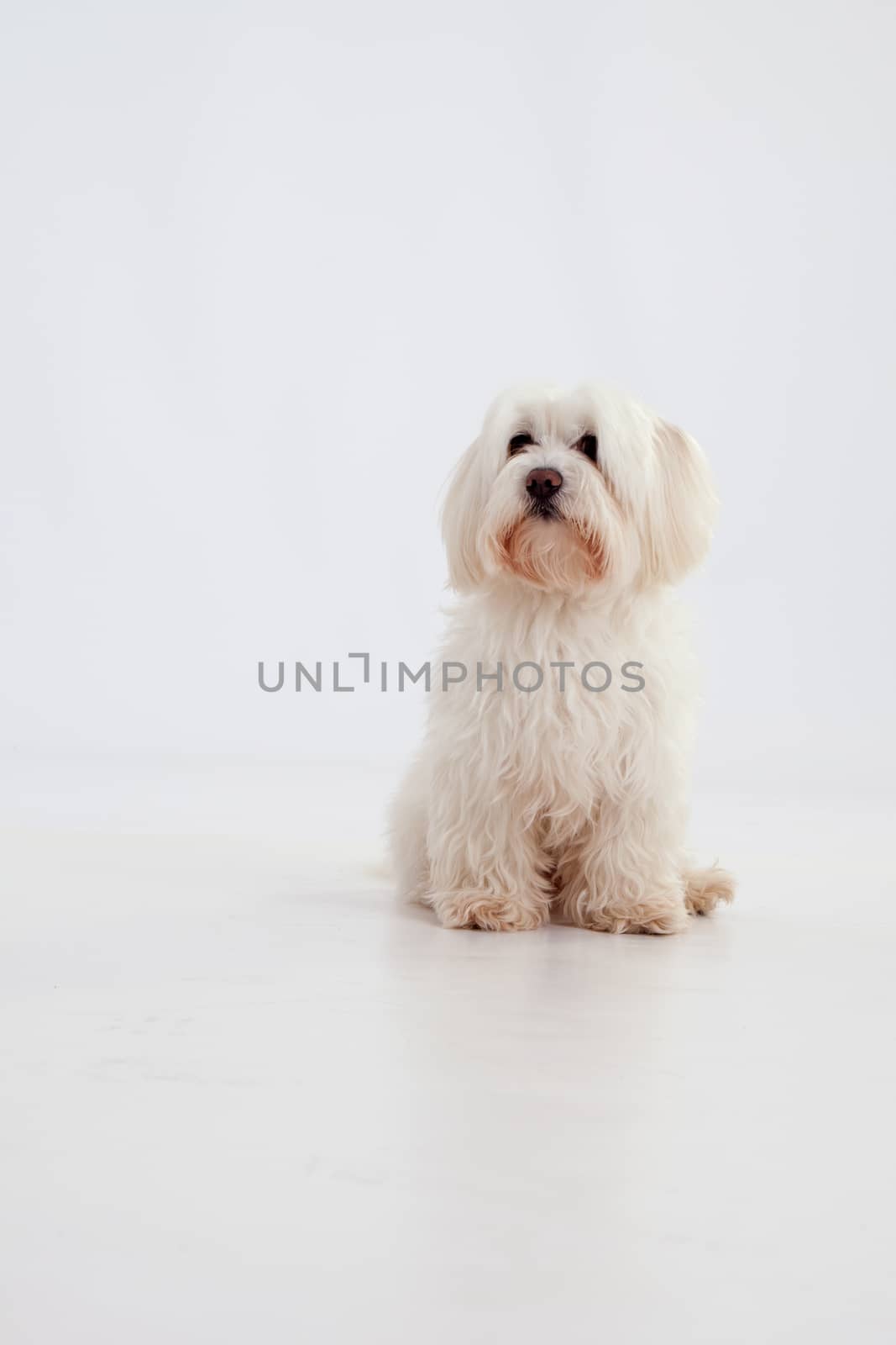 Maltese dog sitting sad on white background