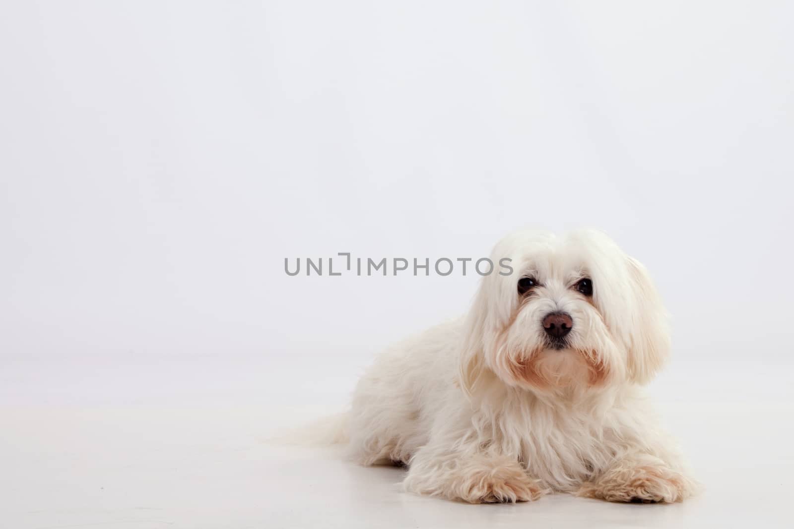 Maltese dog lying on a white background with place for text