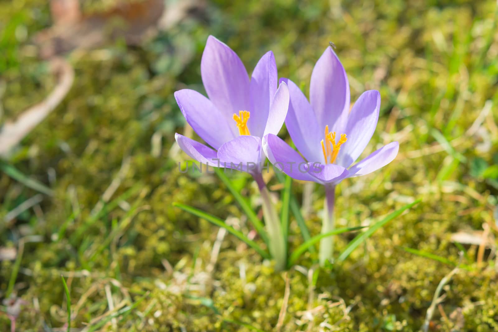 Beautiful spring sunlight crocus pastel flowers on sunshine Alpine meadow. Stock photo with shallow DOF and selective soft focus.
