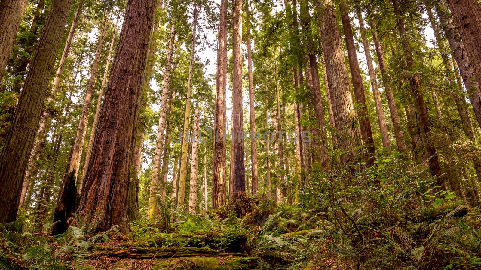 A beautiful redwood forest in Arcata, California, USA.
