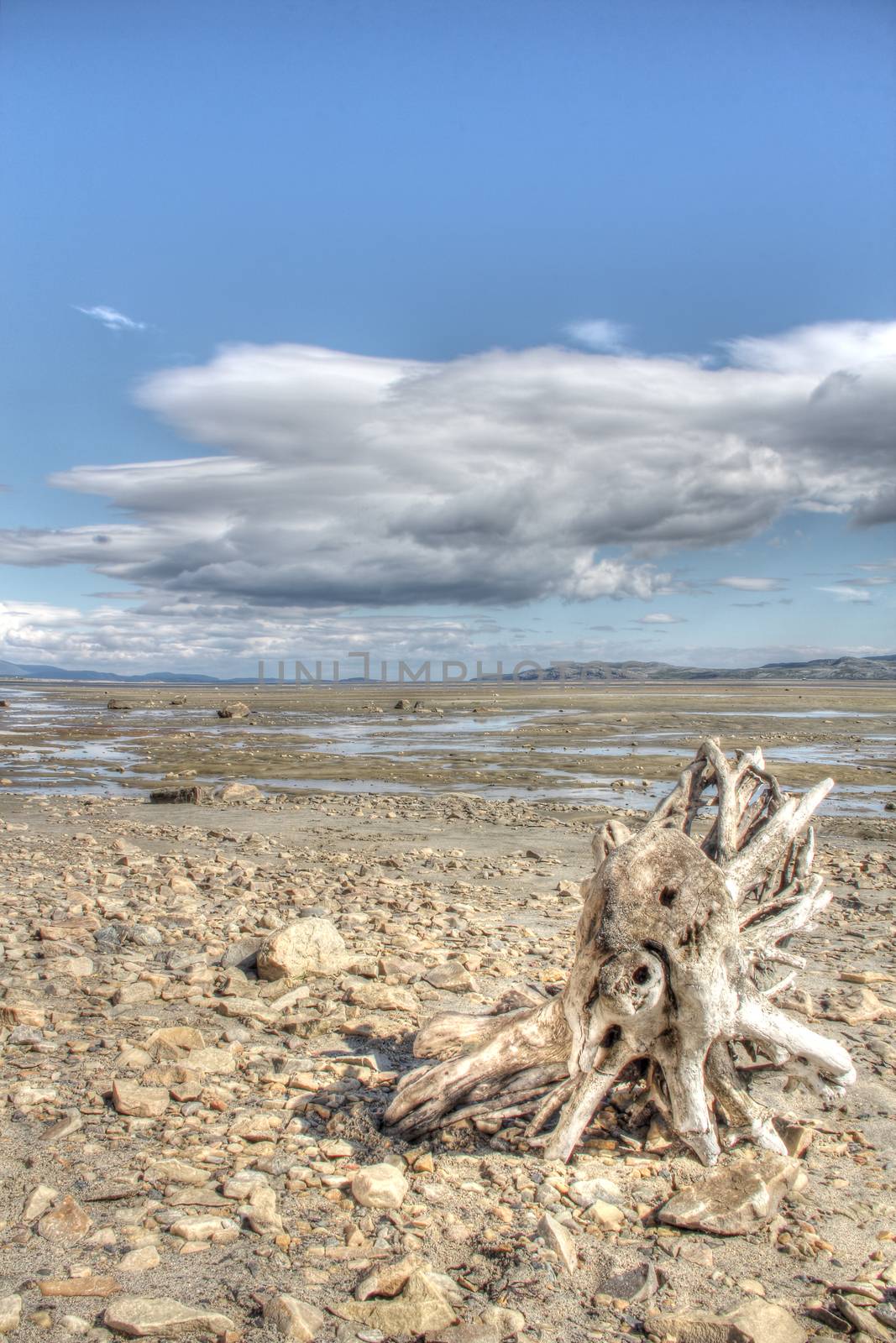 Summer arctic landscape with lake, mountains and dry tree root