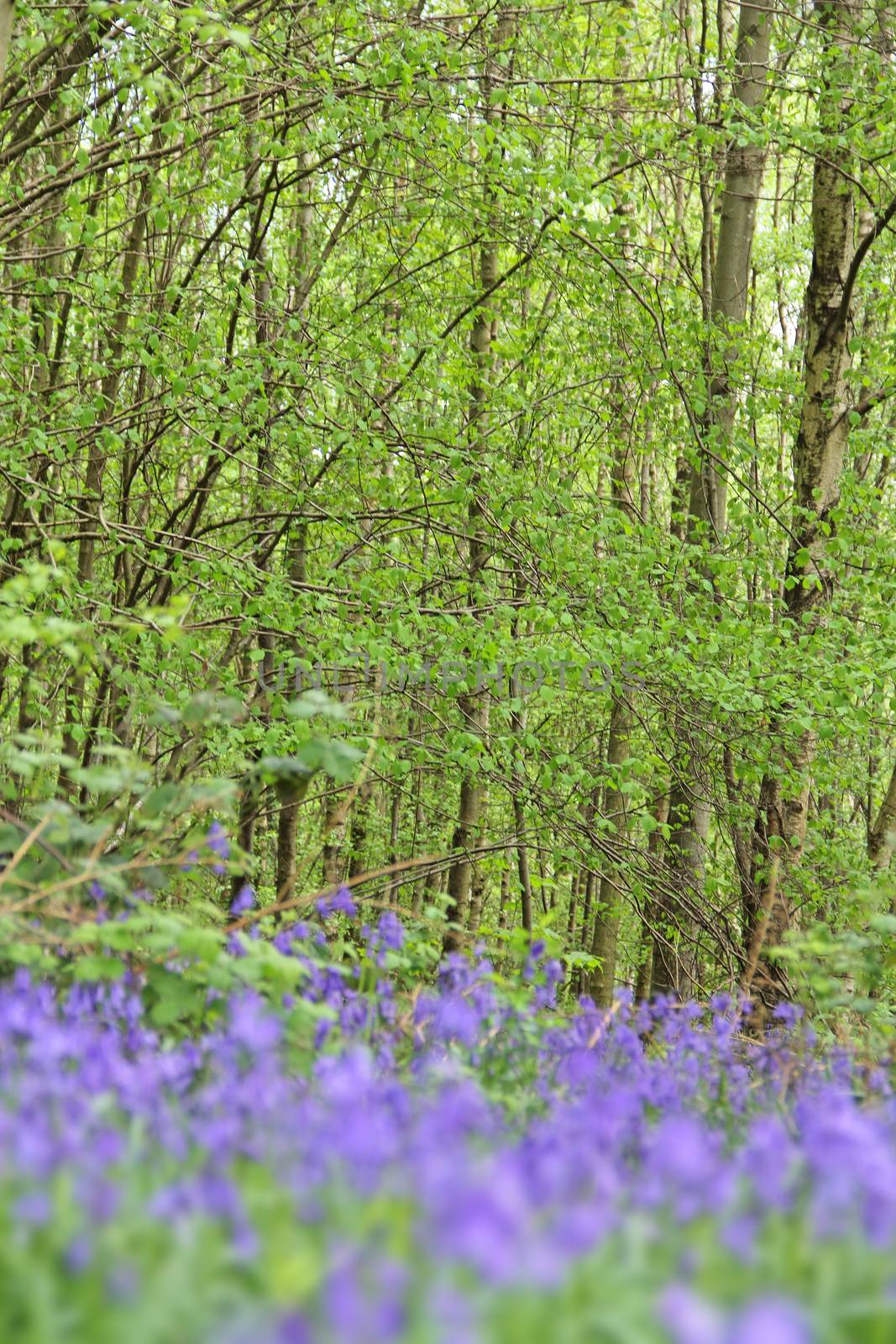 Beautiful landscape with Bluebell flowers in spring forest