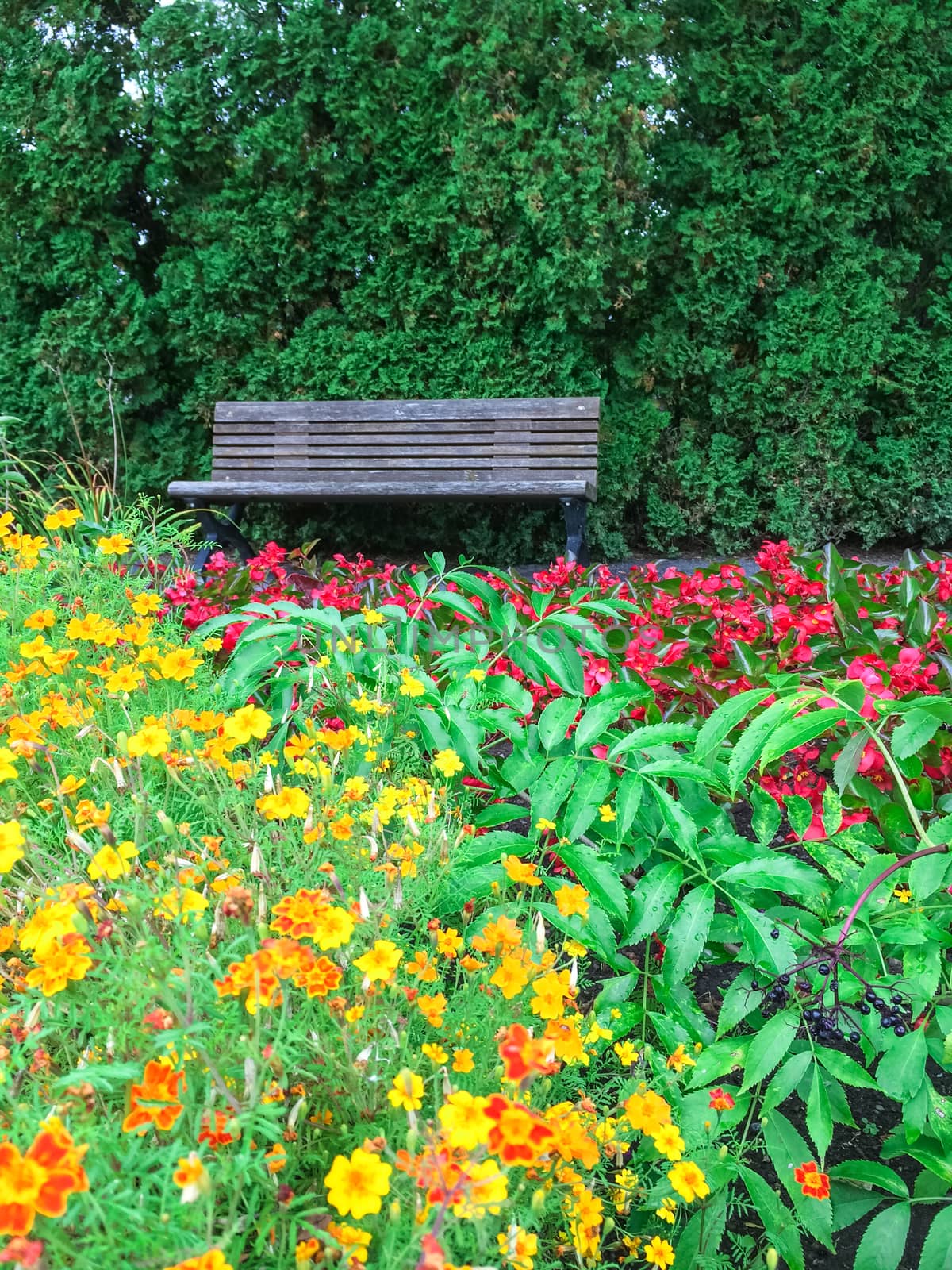 Wooden bench in beautiful blooming summer garden.