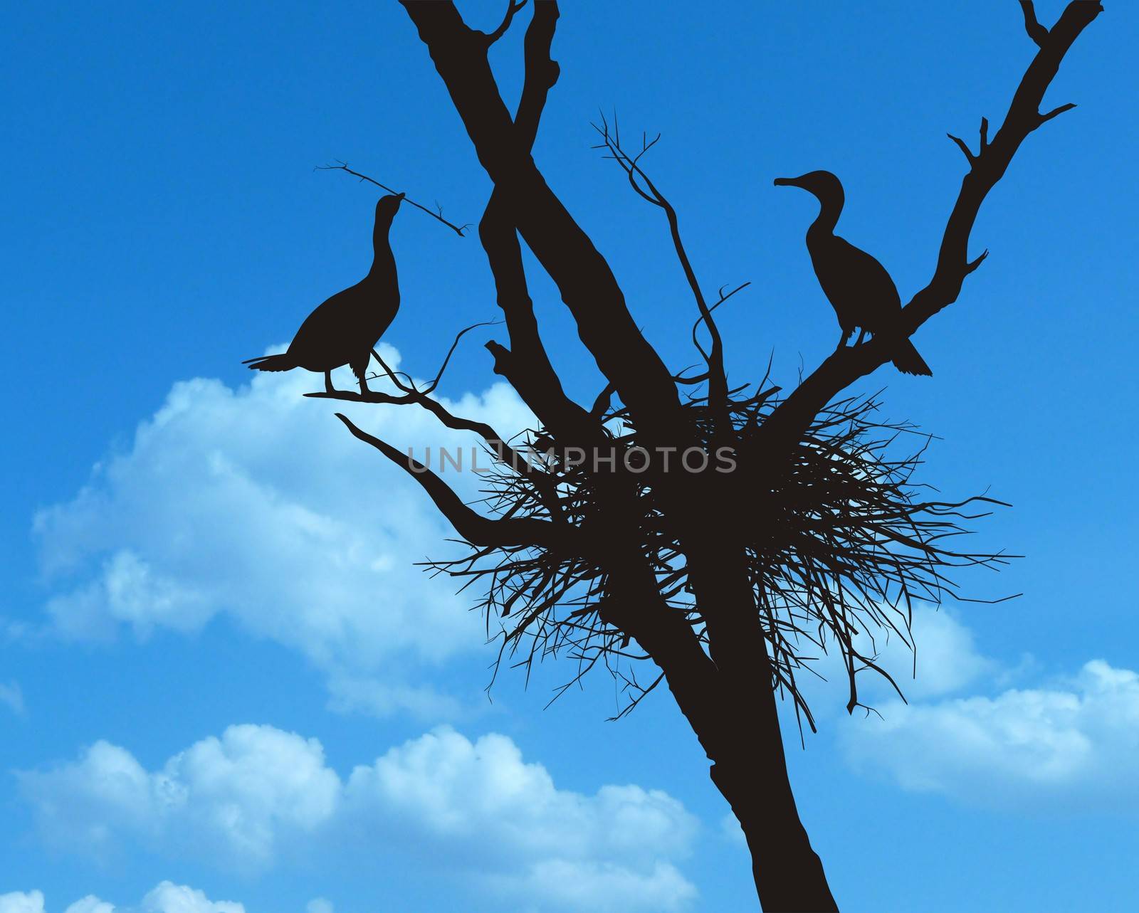 cormorants nest in the dry tree