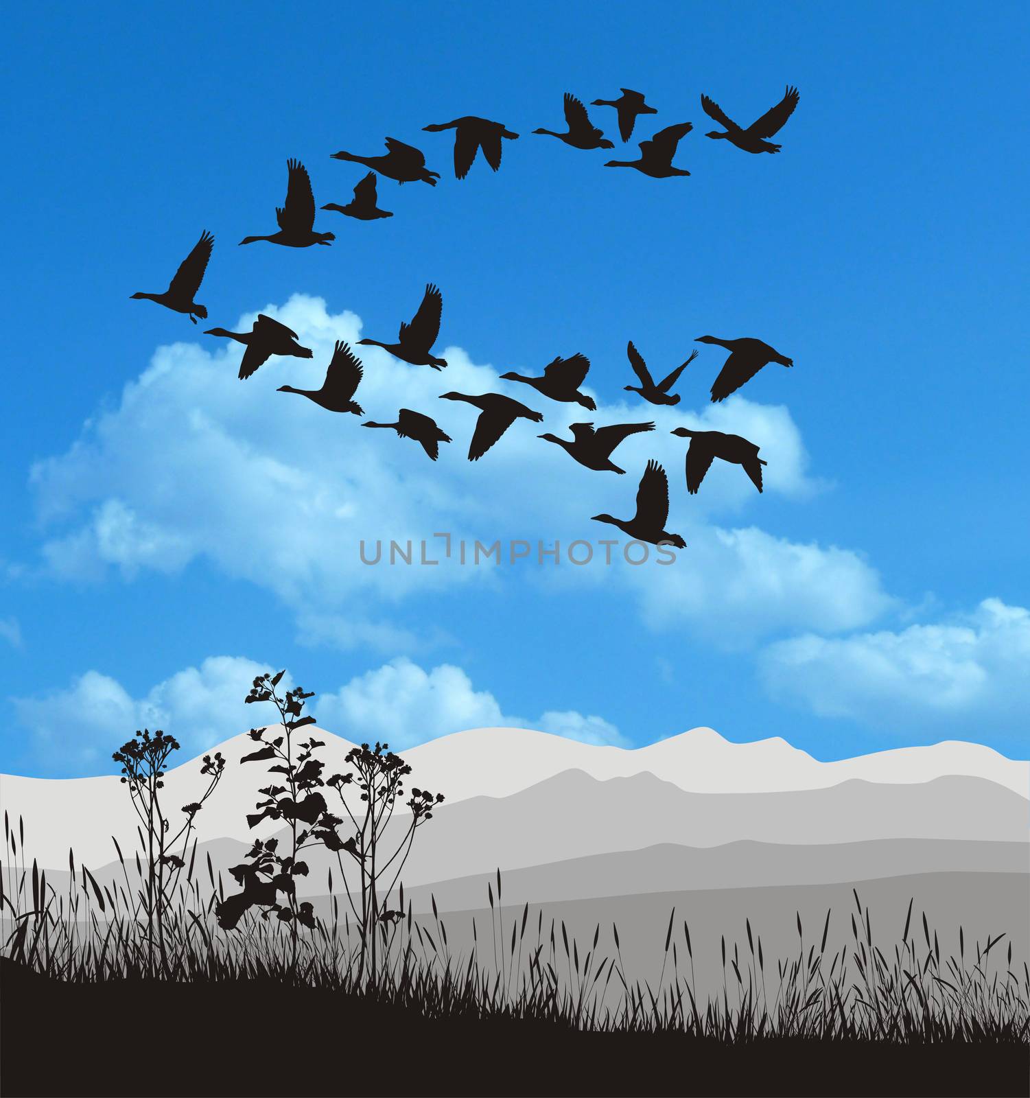 Winter landscape and migratory geese flying