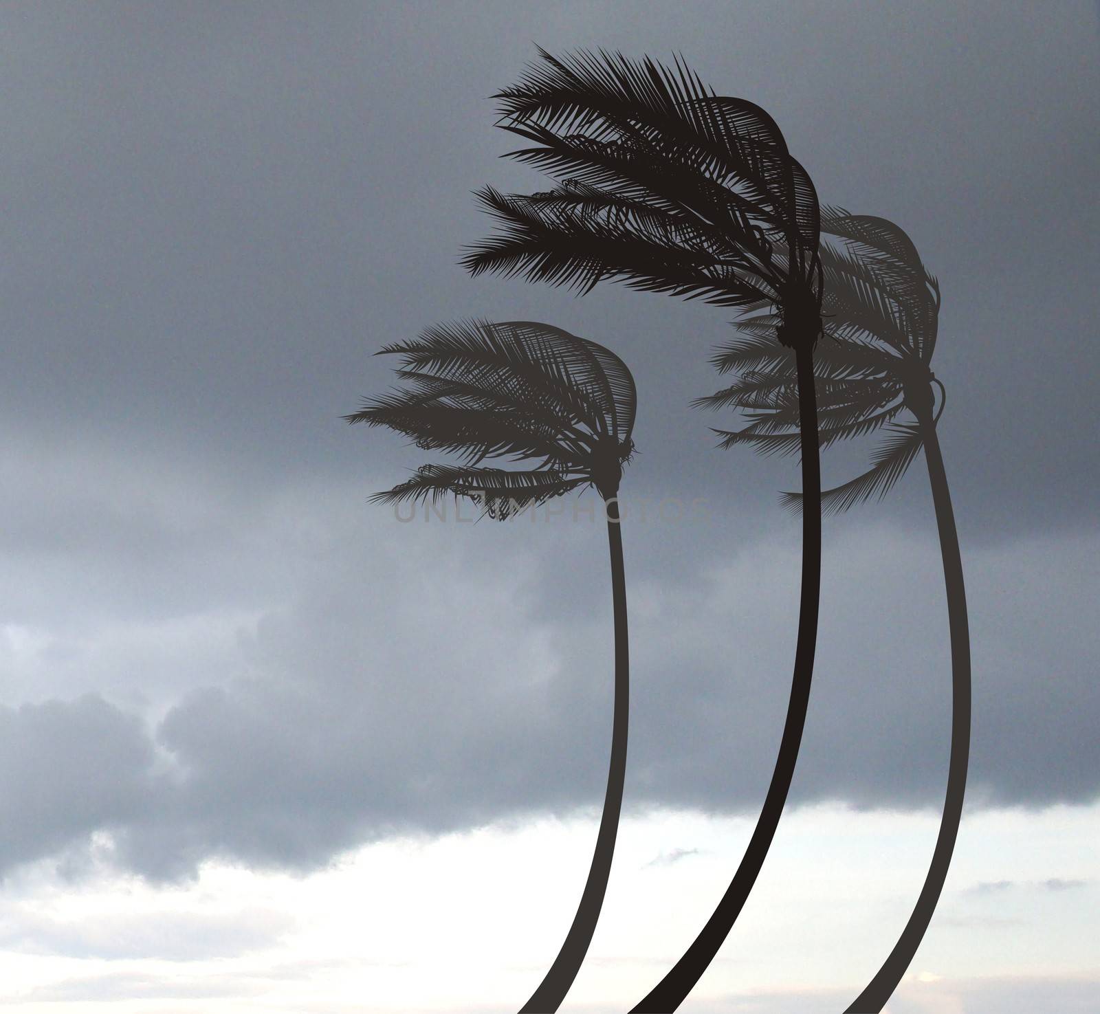 Palms in the Storm by ard1