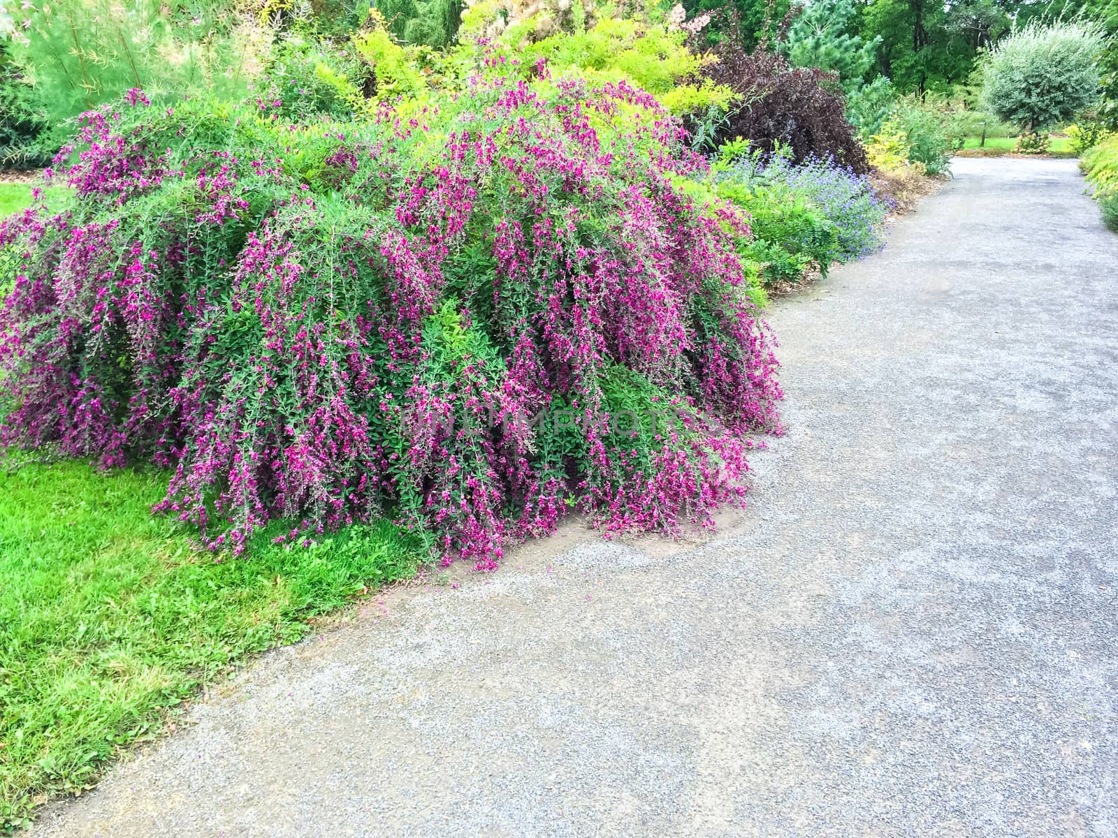 Beautiful blooming plants in summer garden by anikasalsera